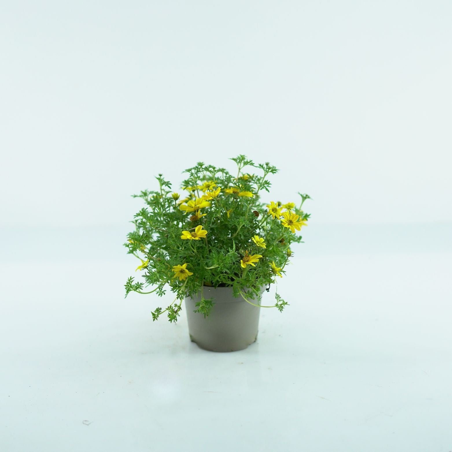 BIDENS FERULIFOLIA 'Eldoro' Bidens