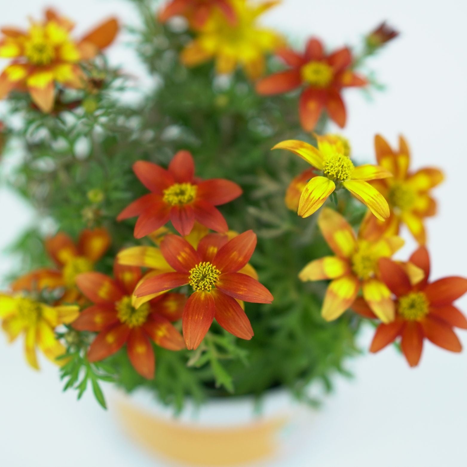 BIDENS FERULIFOLIA Bidens, uczep rózgowaty