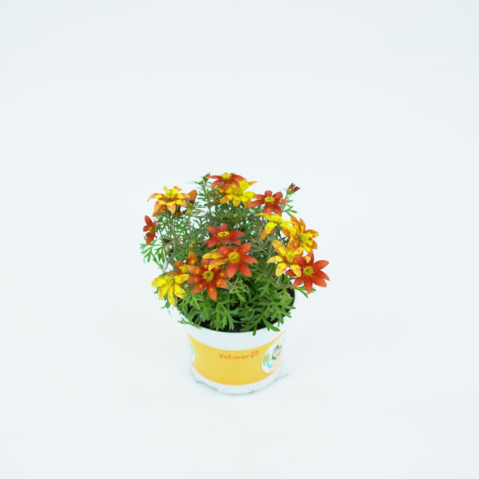 BIDENS FERULIFOLIA Bidens, uczep rózgowaty