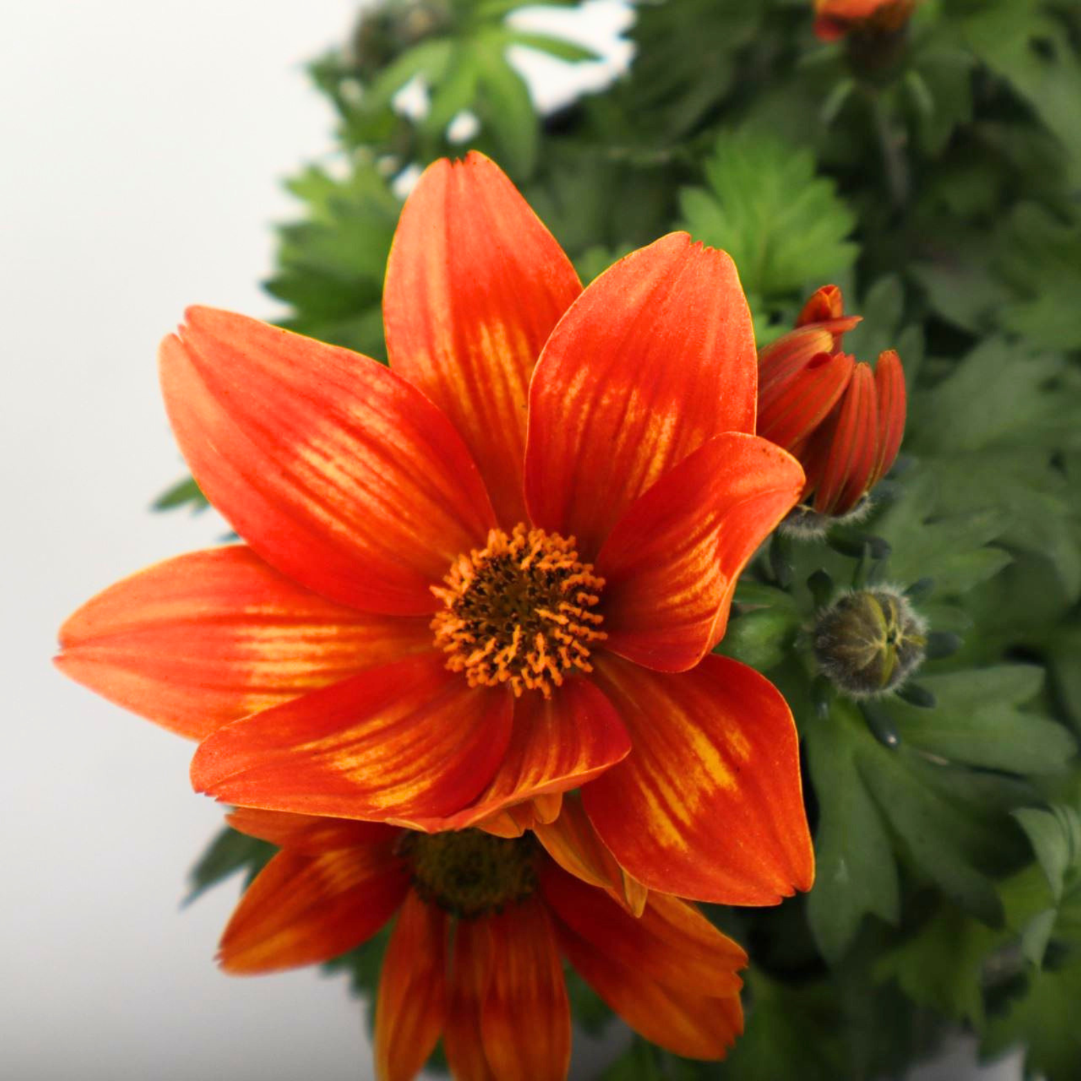 BIDENS FERULIFOLIA Bidens, uczep rózgowaty