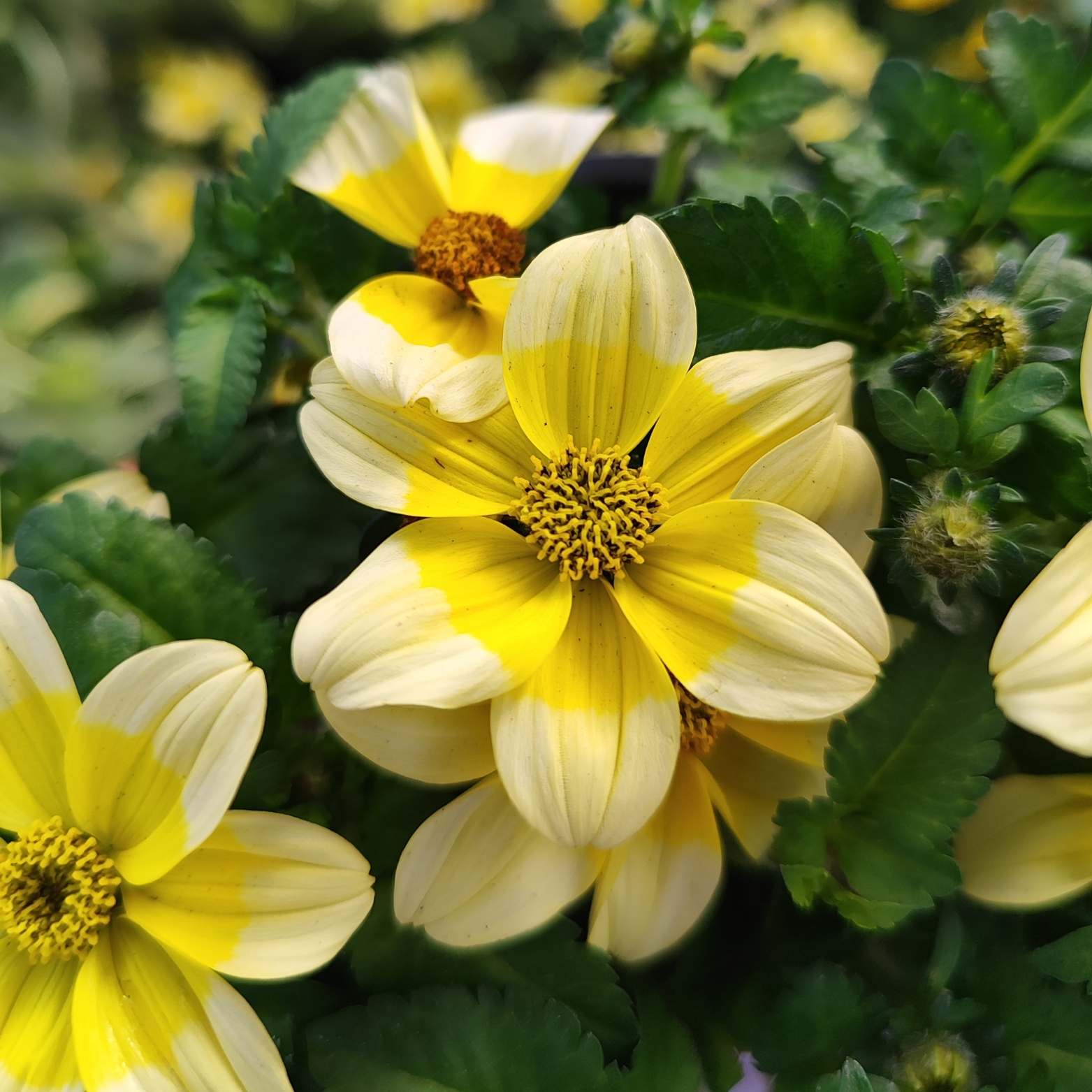 BIDENS FERULIFOLIA Bidens, uczep rózgowaty