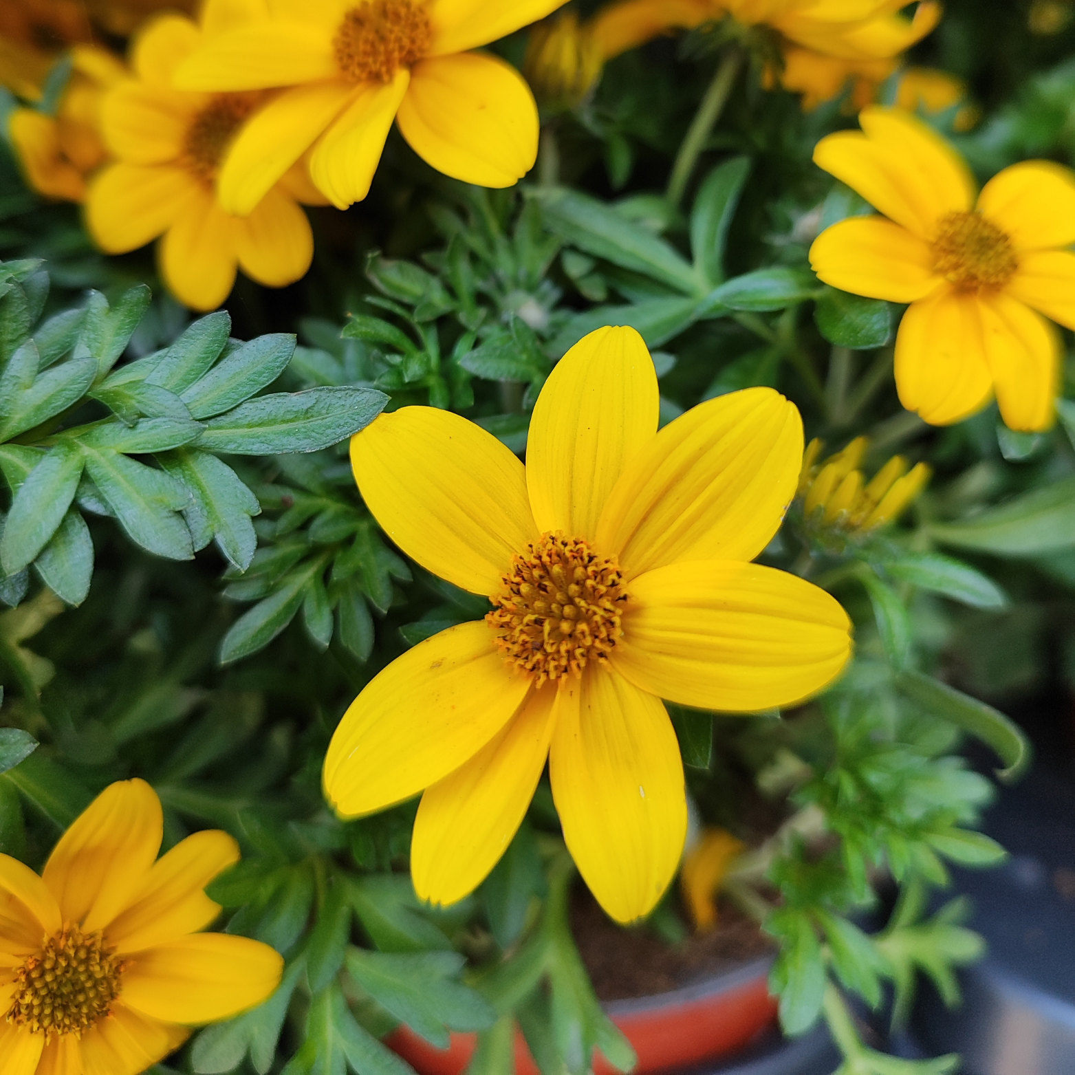 BIDENS FERULIFOLIA Bidens, uczep rózgowaty