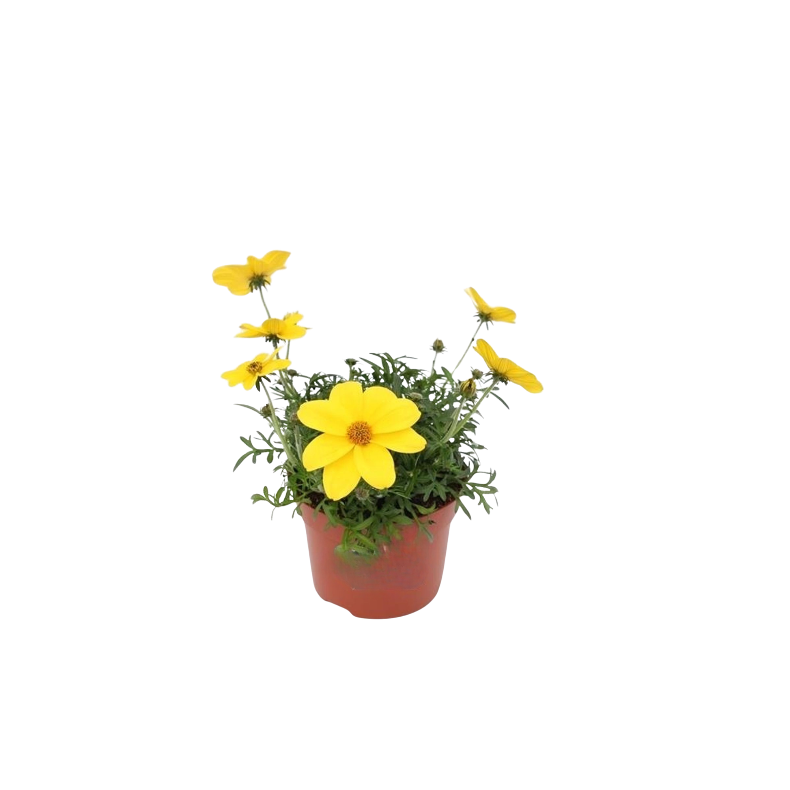 BIDENS FERULIFOLIA Bidens, uczep rózgowaty