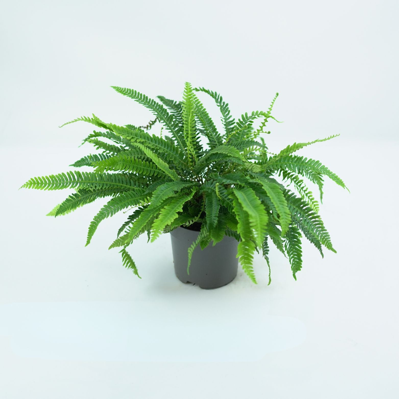 BLECHNUM SPICANT Podrzeń żebrowiec