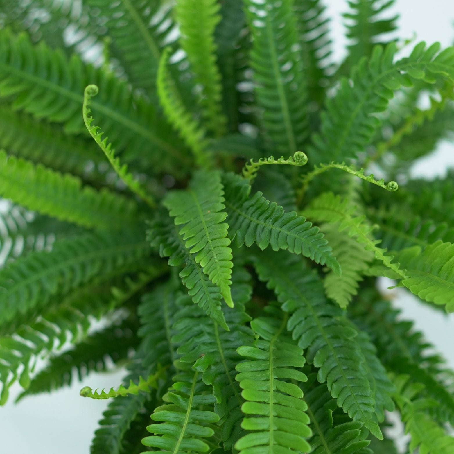 BLECHNUM SPICANT Podrzeń żebrowiec