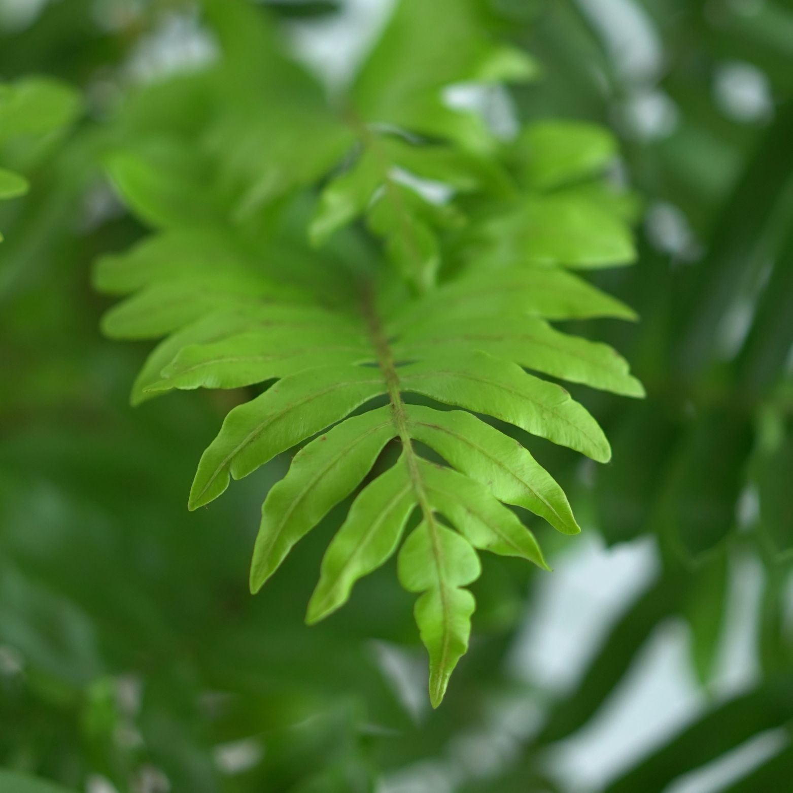 BLECHNUM TABULARE Podrzeń górski