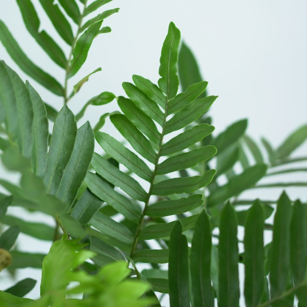 BLECHNUM TABULARE Podrzeń górski