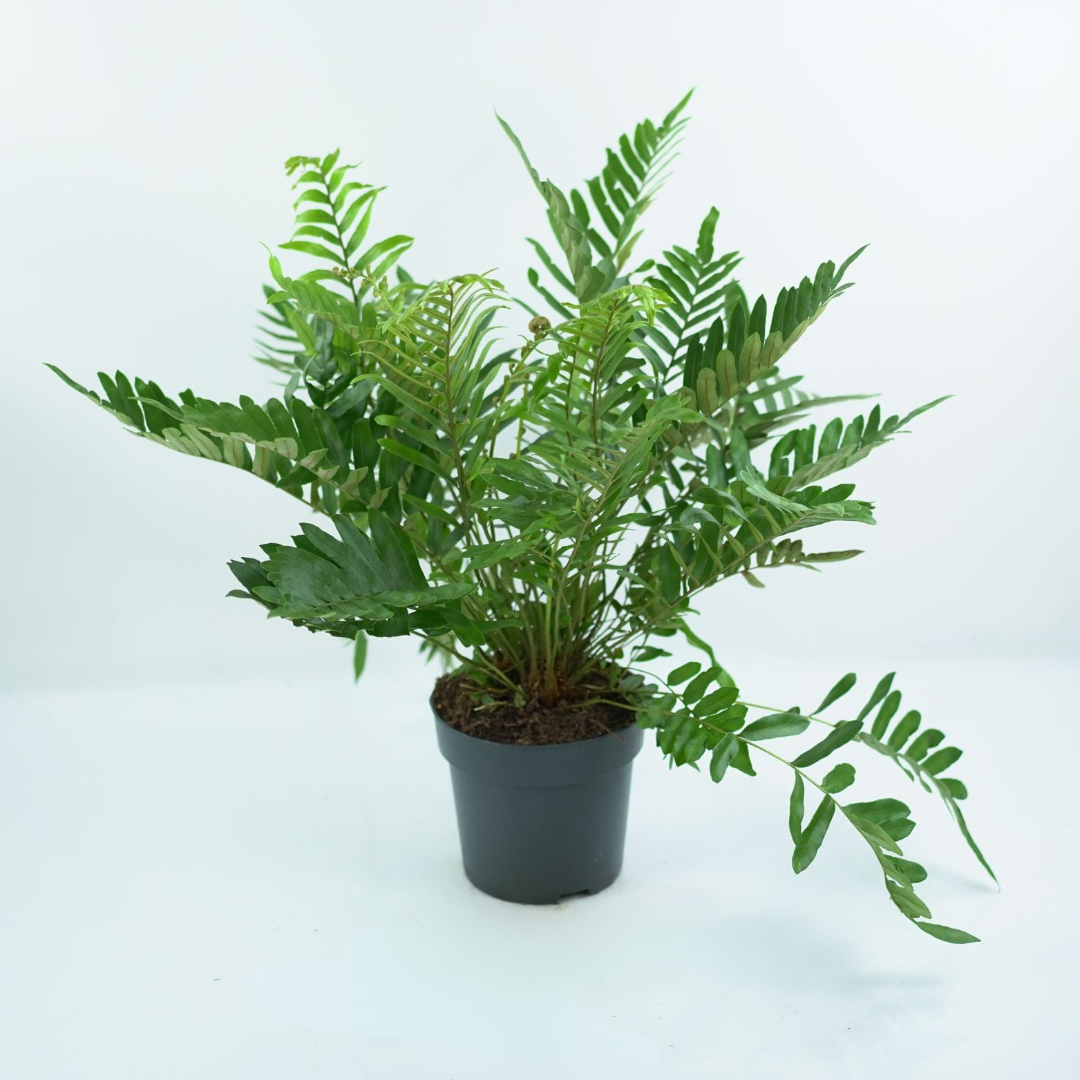 BLECHNUM TABULARE Podrzeń górski