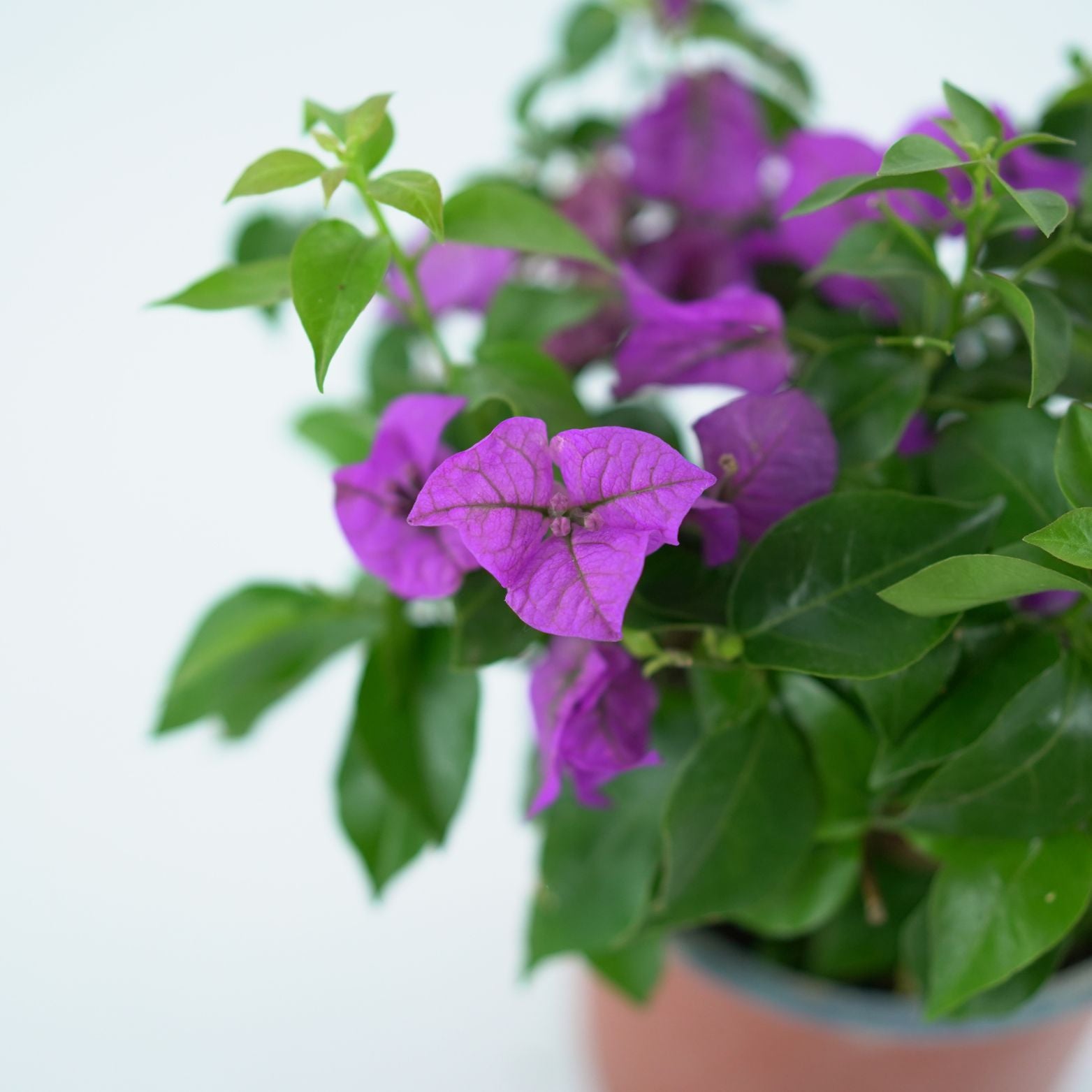 BOUGAINVILLEA 'ALEXANDRA' Bugenwilla