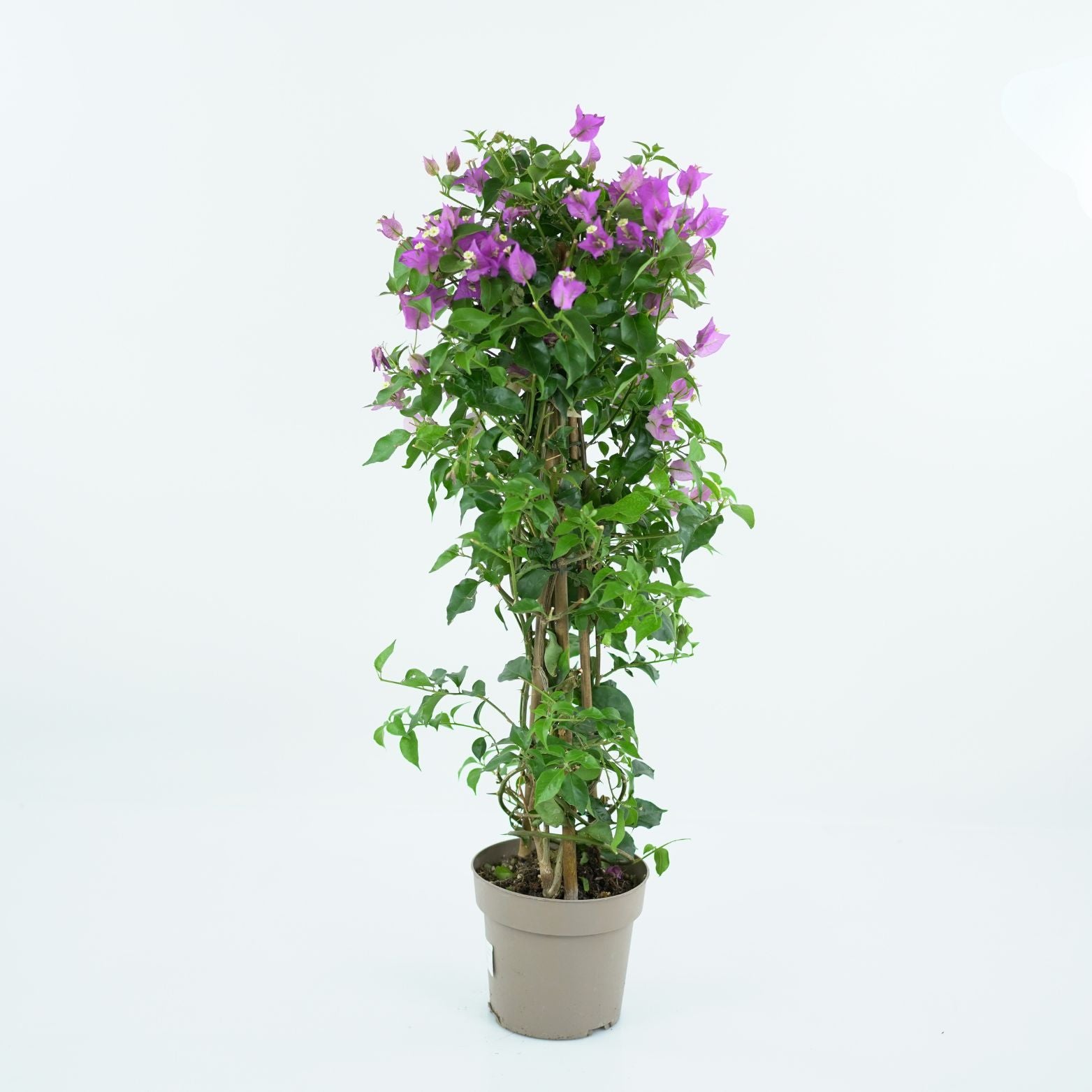 BOUGAINVILLEA 'ALEXANDRA' Bugenwilla