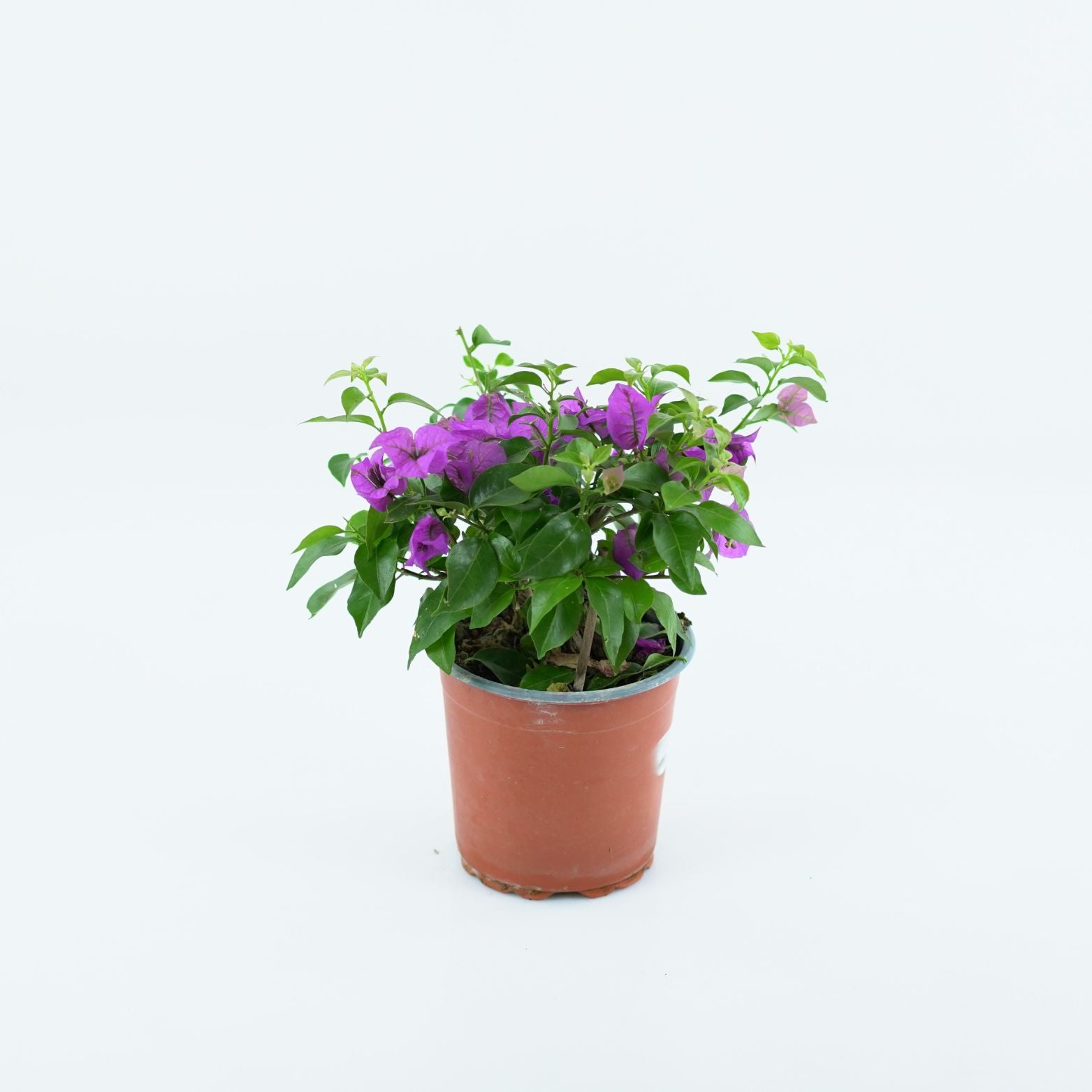 BOUGAINVILLEA 'ALEXANDRA' Bugenwilla