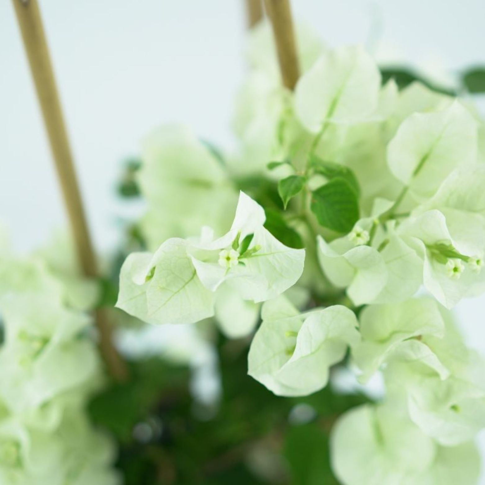 BOUGAINVILLEA 'SANDERIANA' Bugenwilla