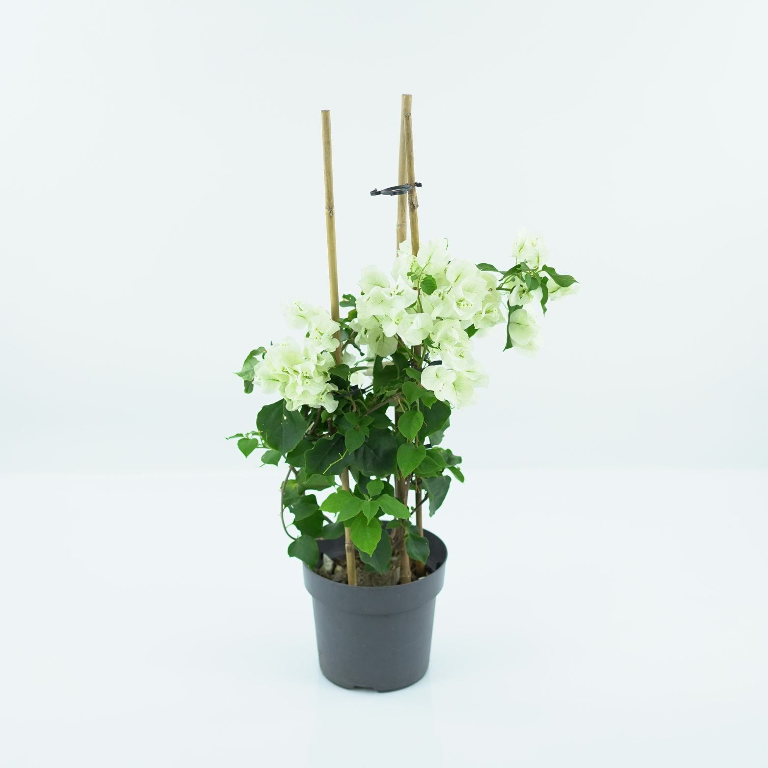 BOUGAINVILLEA 'SANDERIANA' Bugenwilla