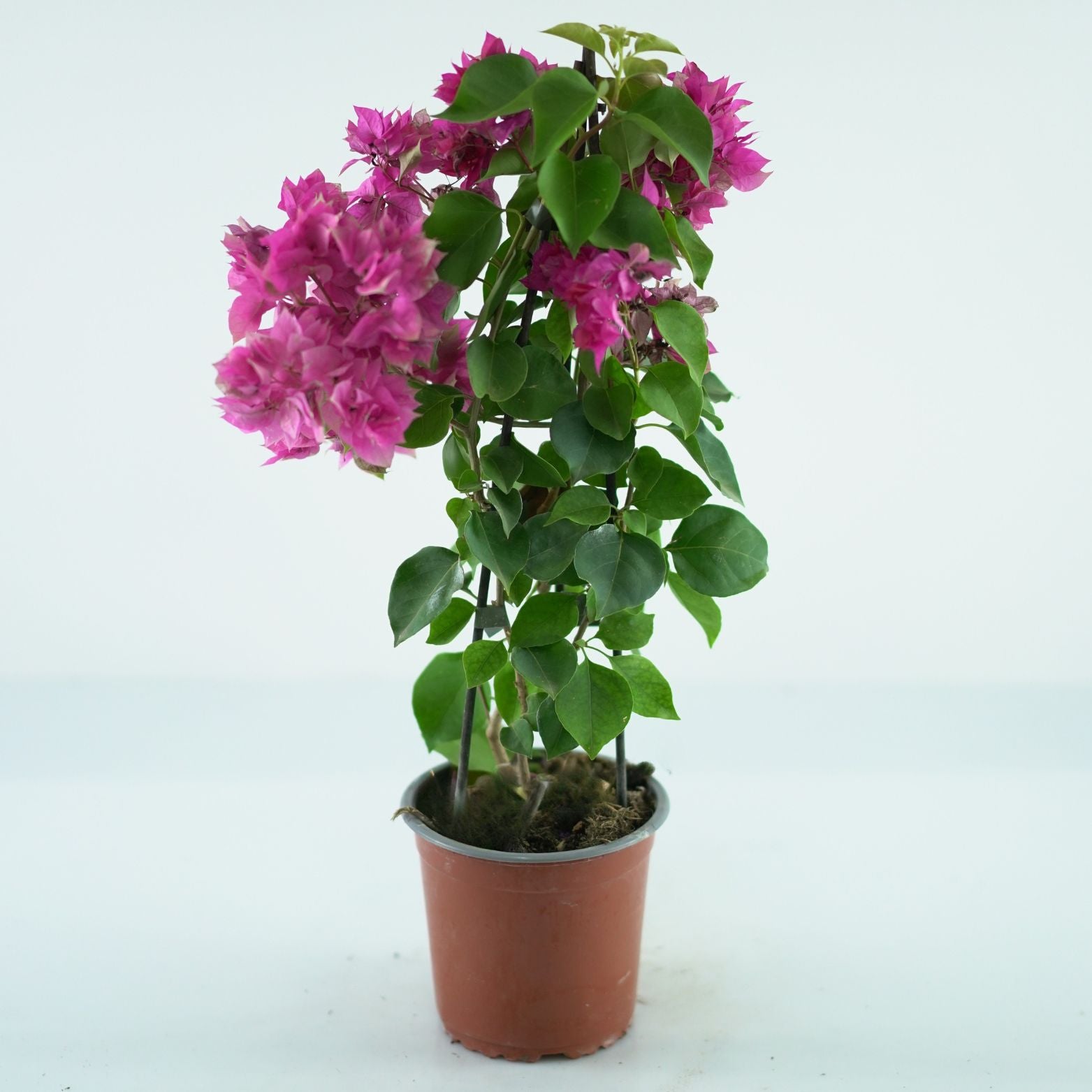 BOUGAINVILLEA 'SANDERIANA' Bugenwilla