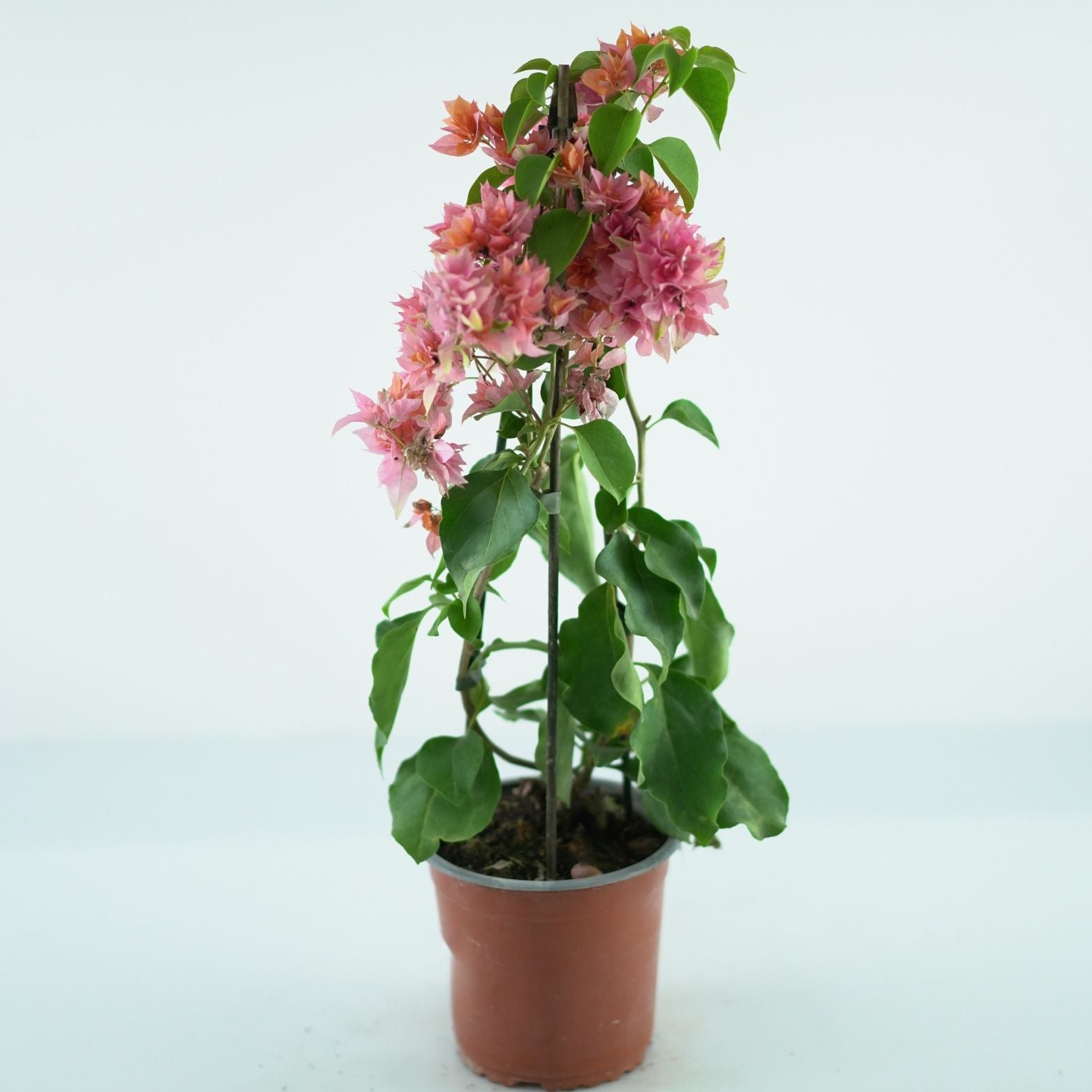 BOUGAINVILLEA 'SANDERIANA' Bugenwilla