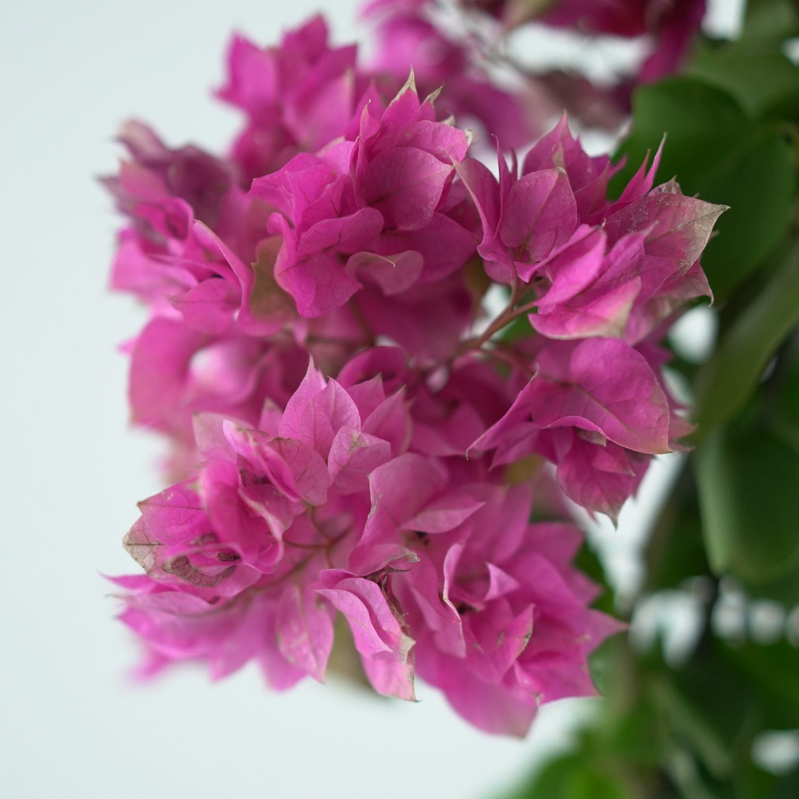 BOUGAINVILLEA 'SANDERIANA' Bugenwilla