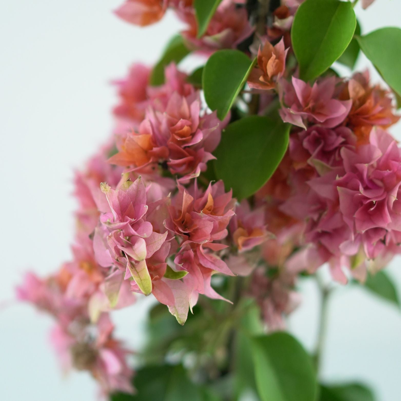 BOUGAINVILLEA 'SANDERIANA' Bugenwilla