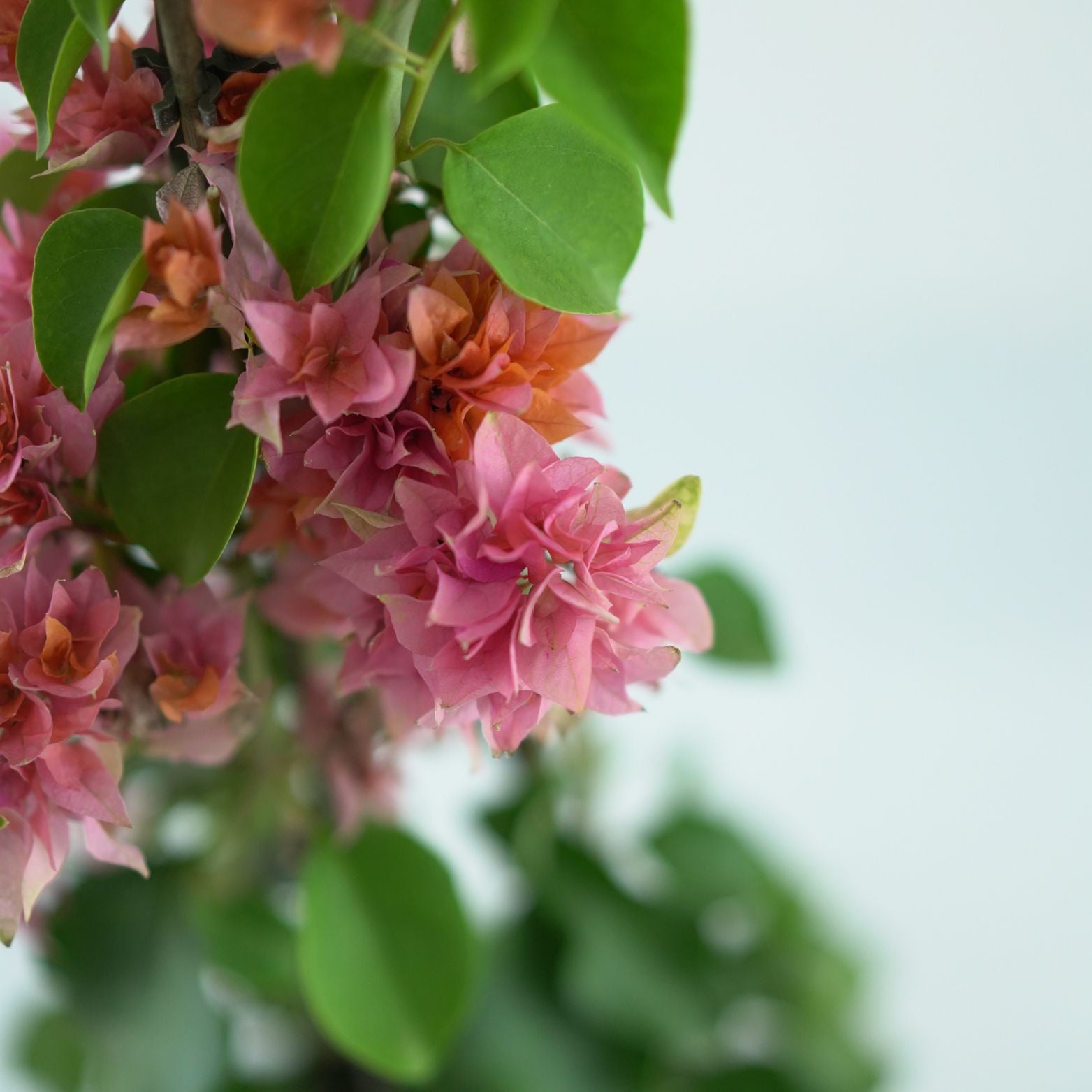 BOUGAINVILLEA 'SANDERIANA' Bugenwilla