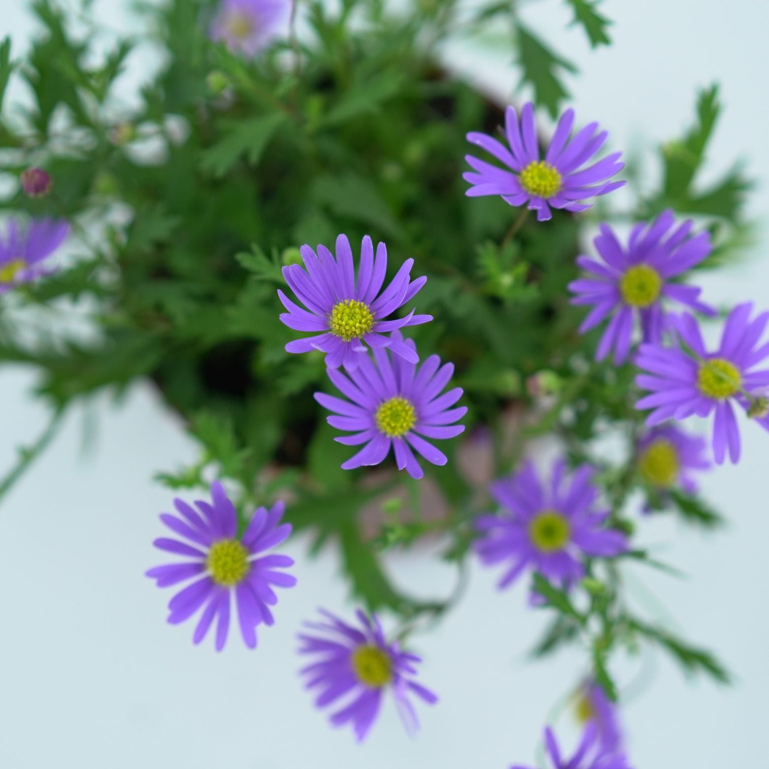 BRACHYSCOME Czubatka