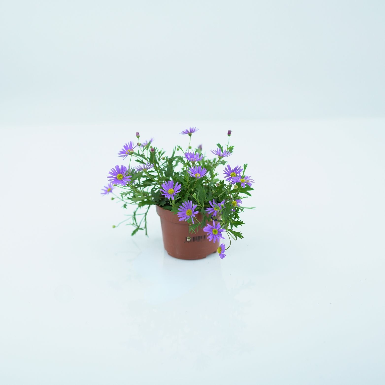 BRACHYSCOME Czubatka