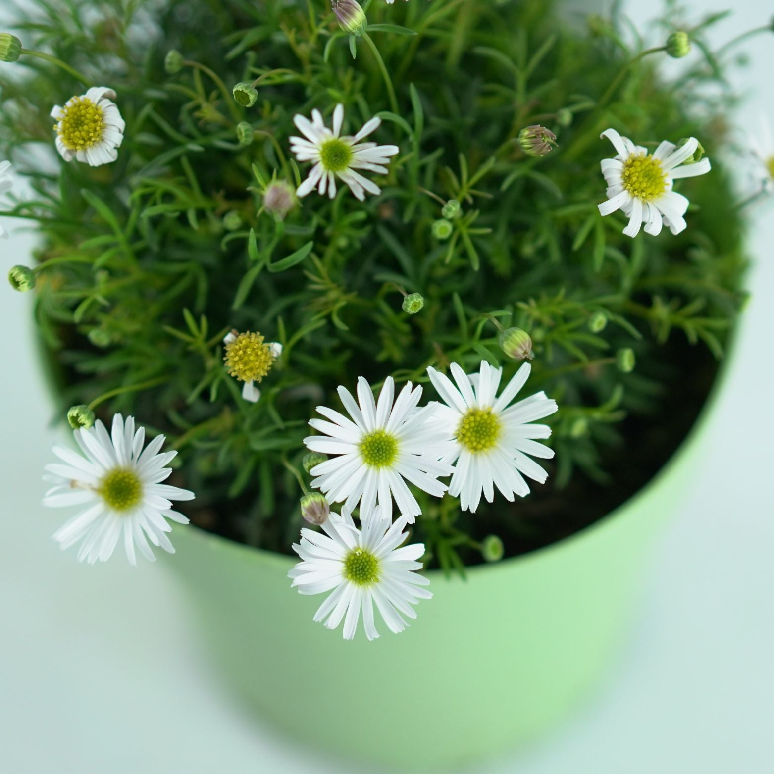 BRACHYSCOME Czubatka