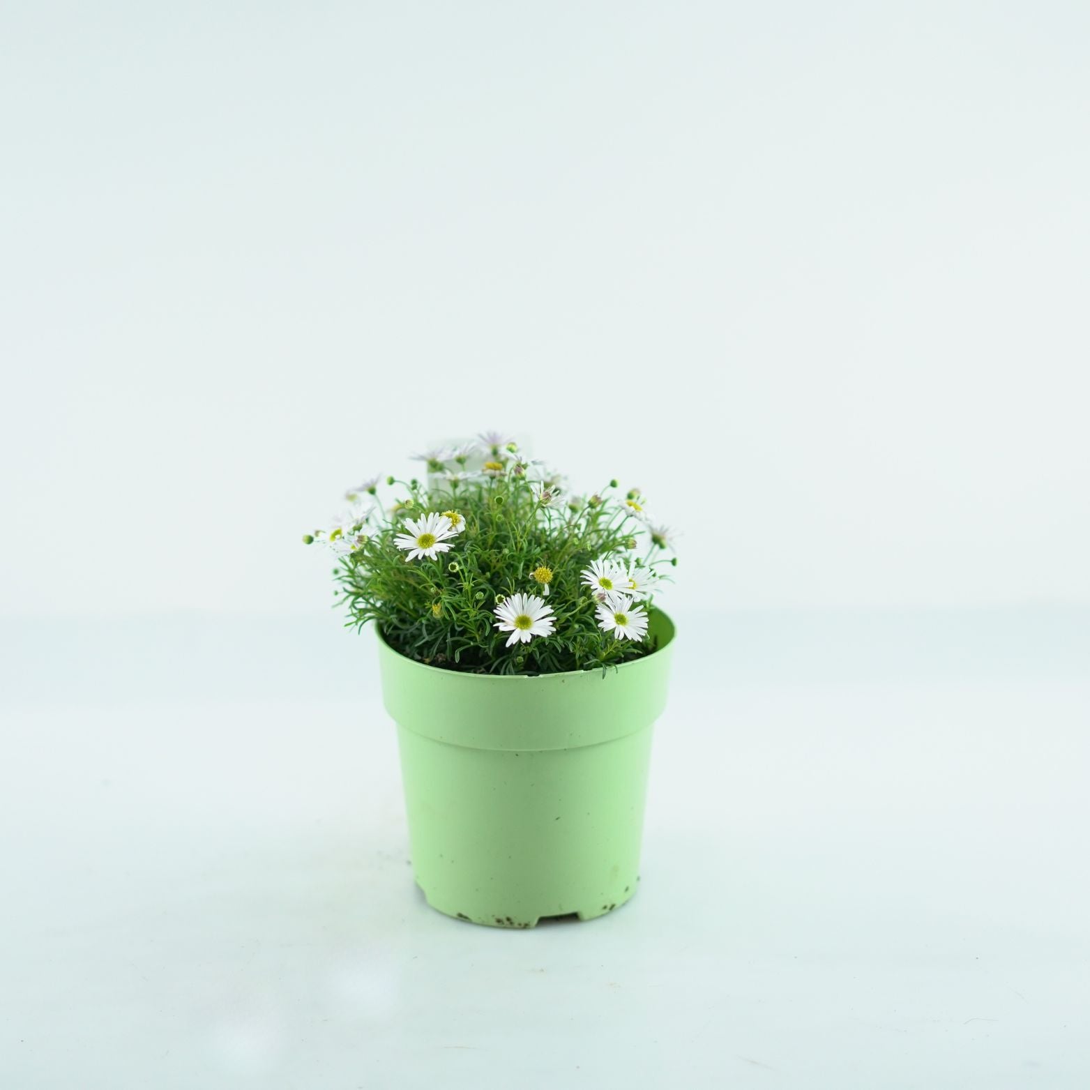 BRACHYSCOME Czubatka