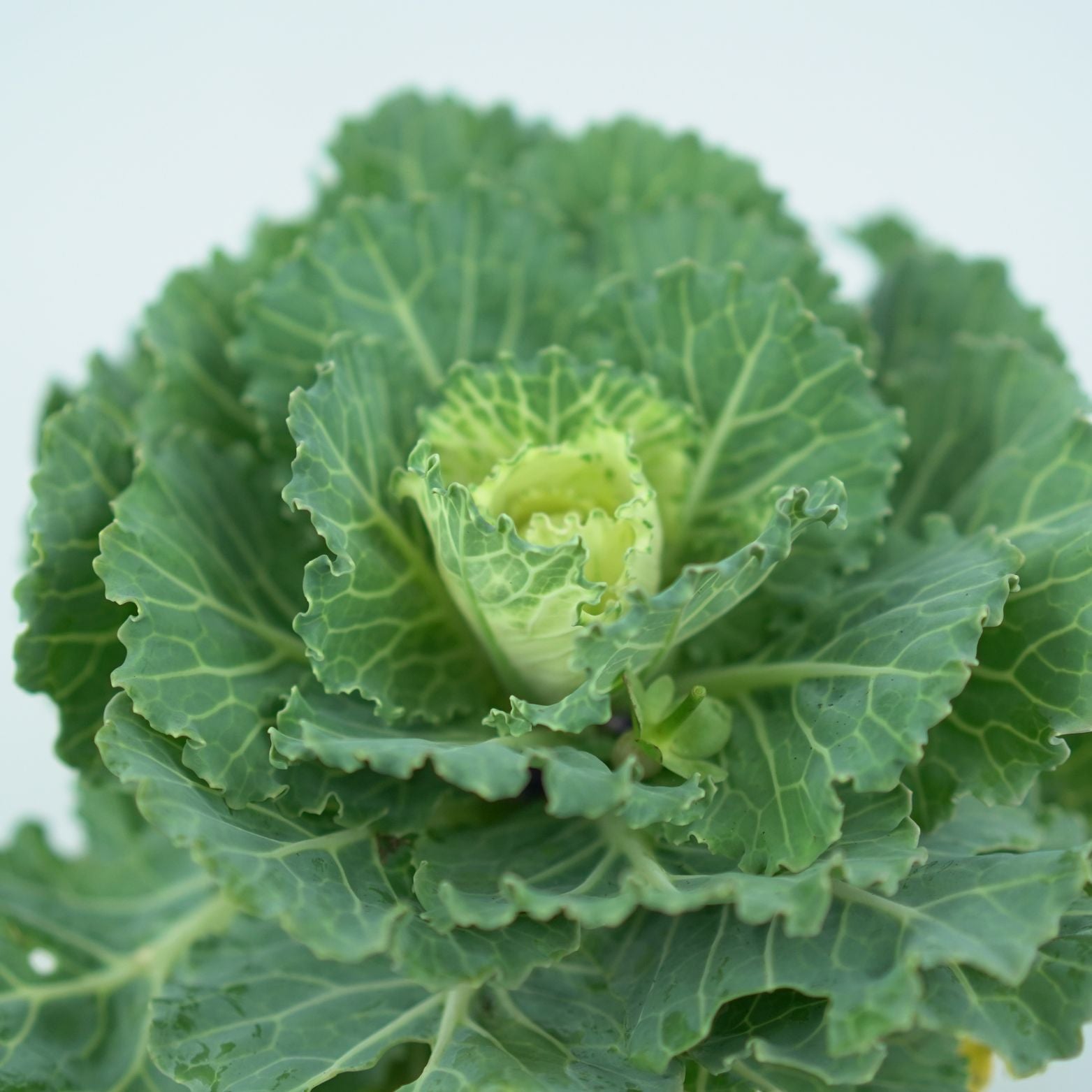 BRASSICA OLERACEA Kapusta ozdobna