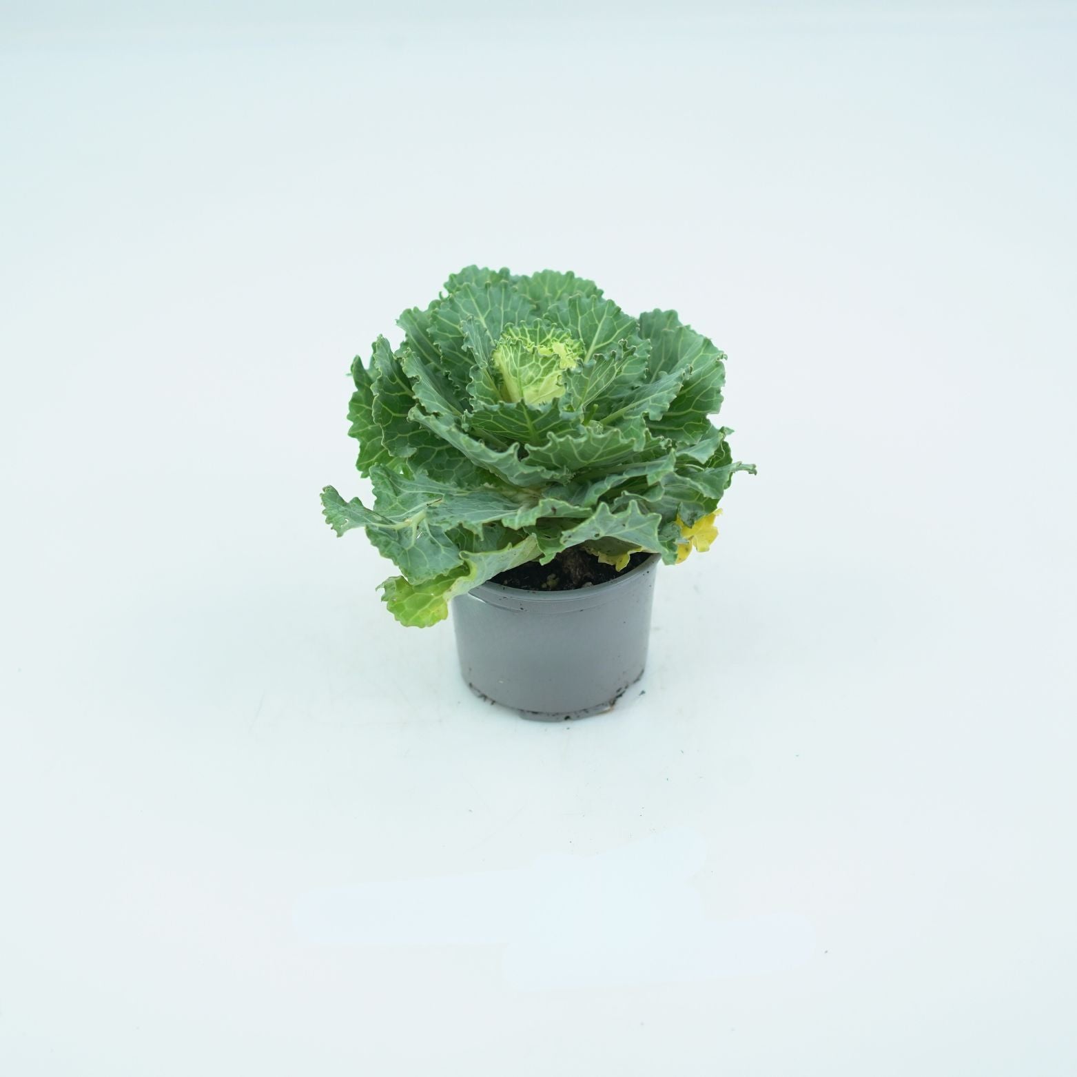 BRASSICA OLERACEA Kapusta ozdobna