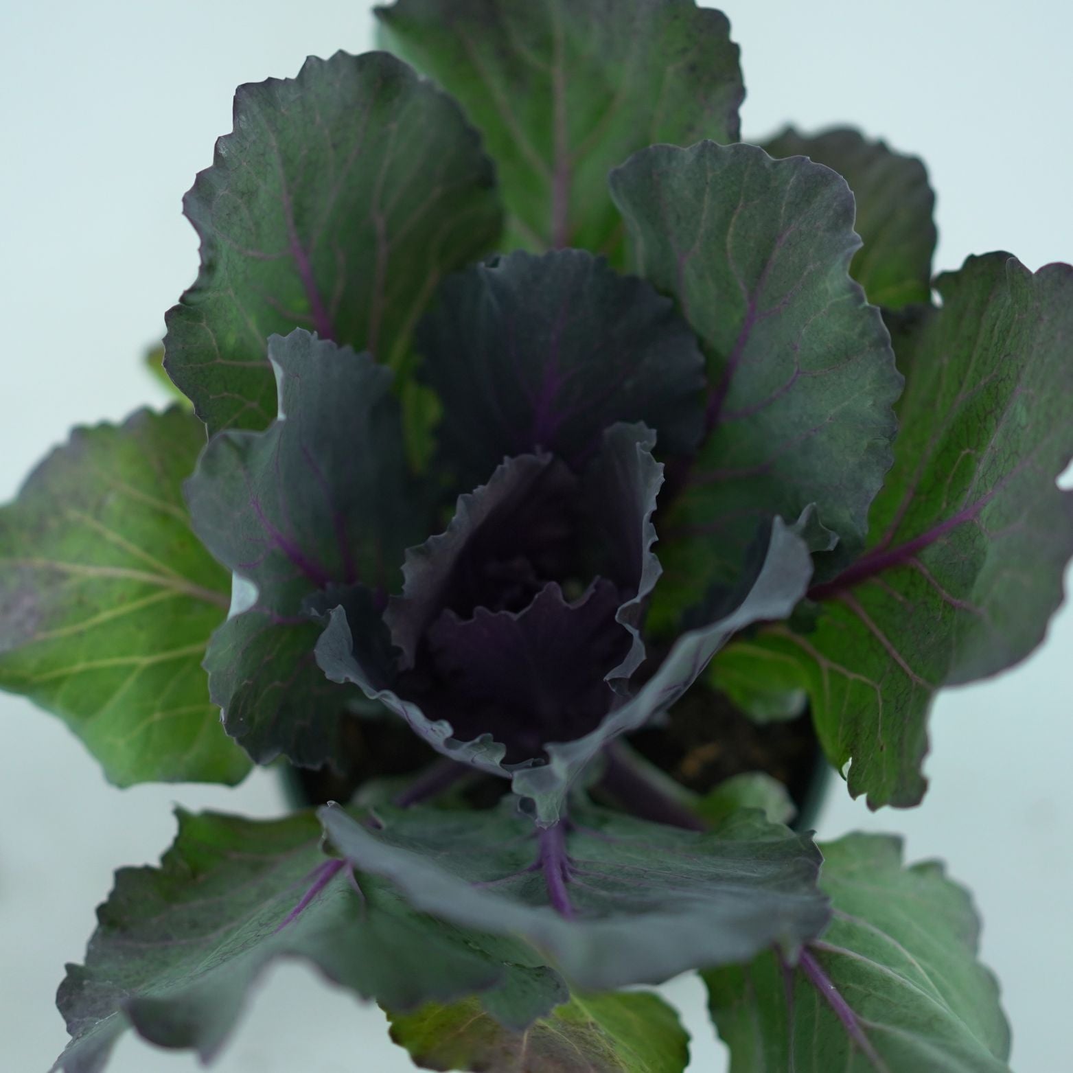 BRASSICA OLERACEA Kapusta ozdobna
