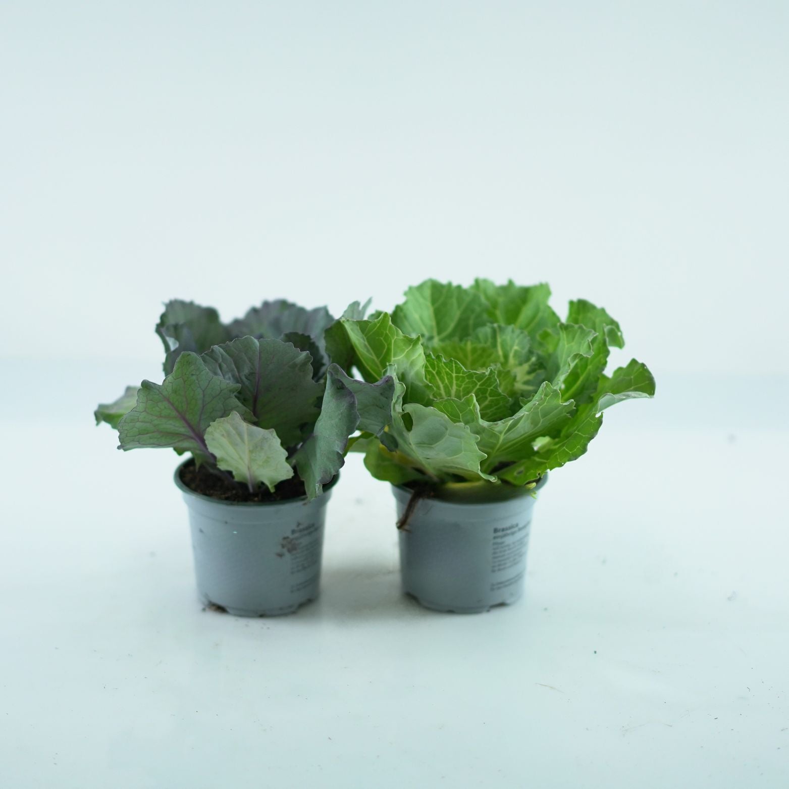 BRASSICA OLERACEA Kapusta ozdobna