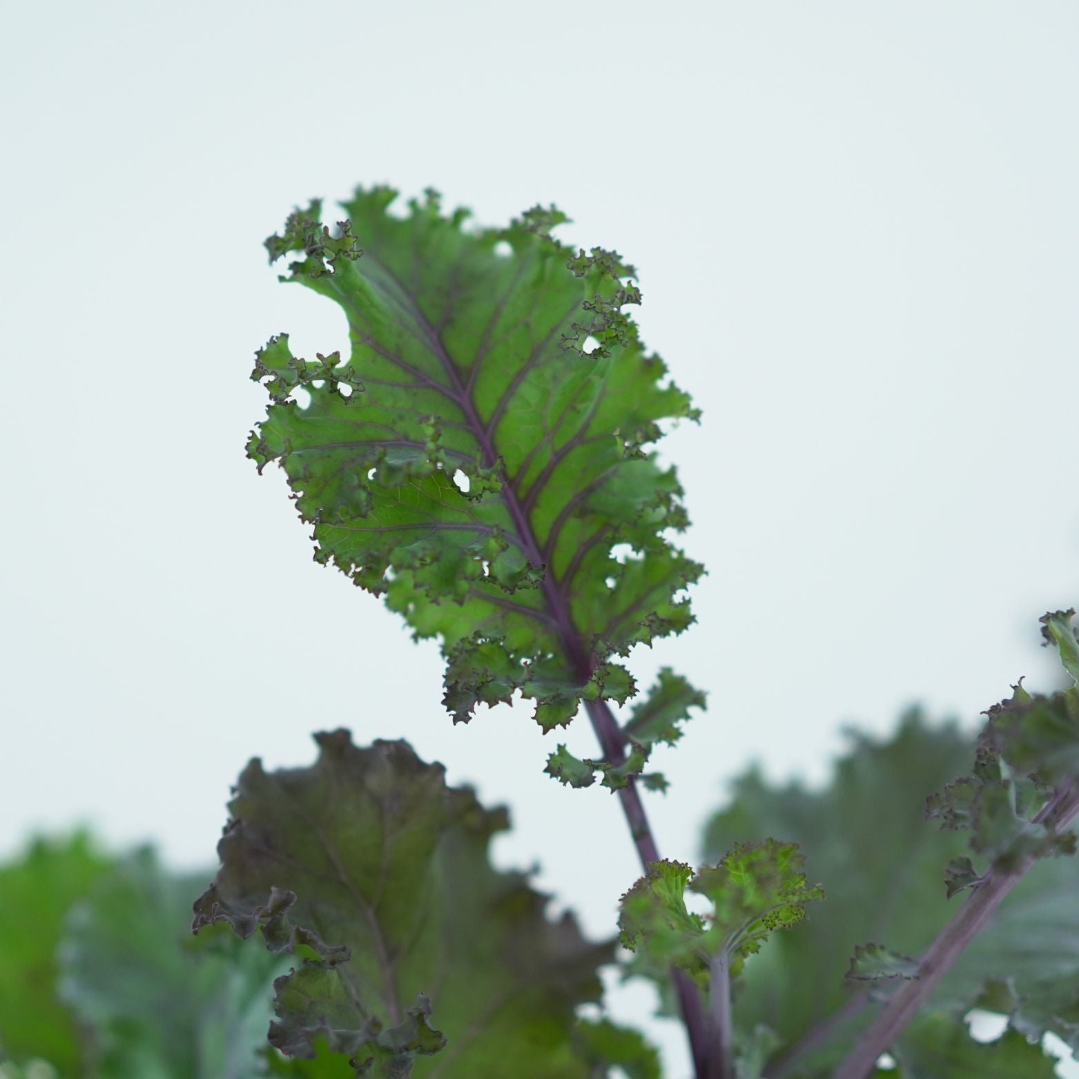 BRASSICA OLERACEA SABELLICA Jarmuż