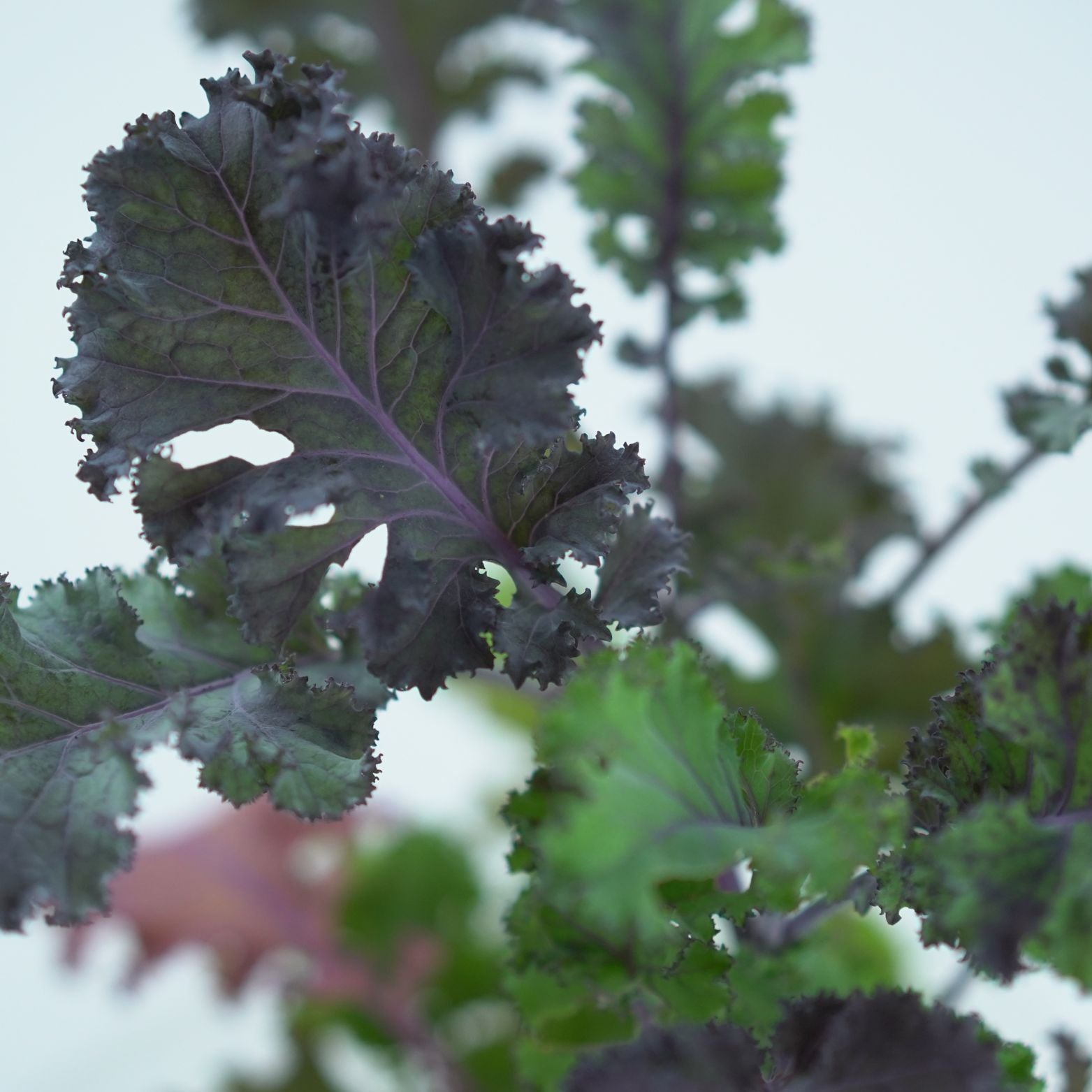 BRASSICA OLERACEA SABELLICA Jarmuż