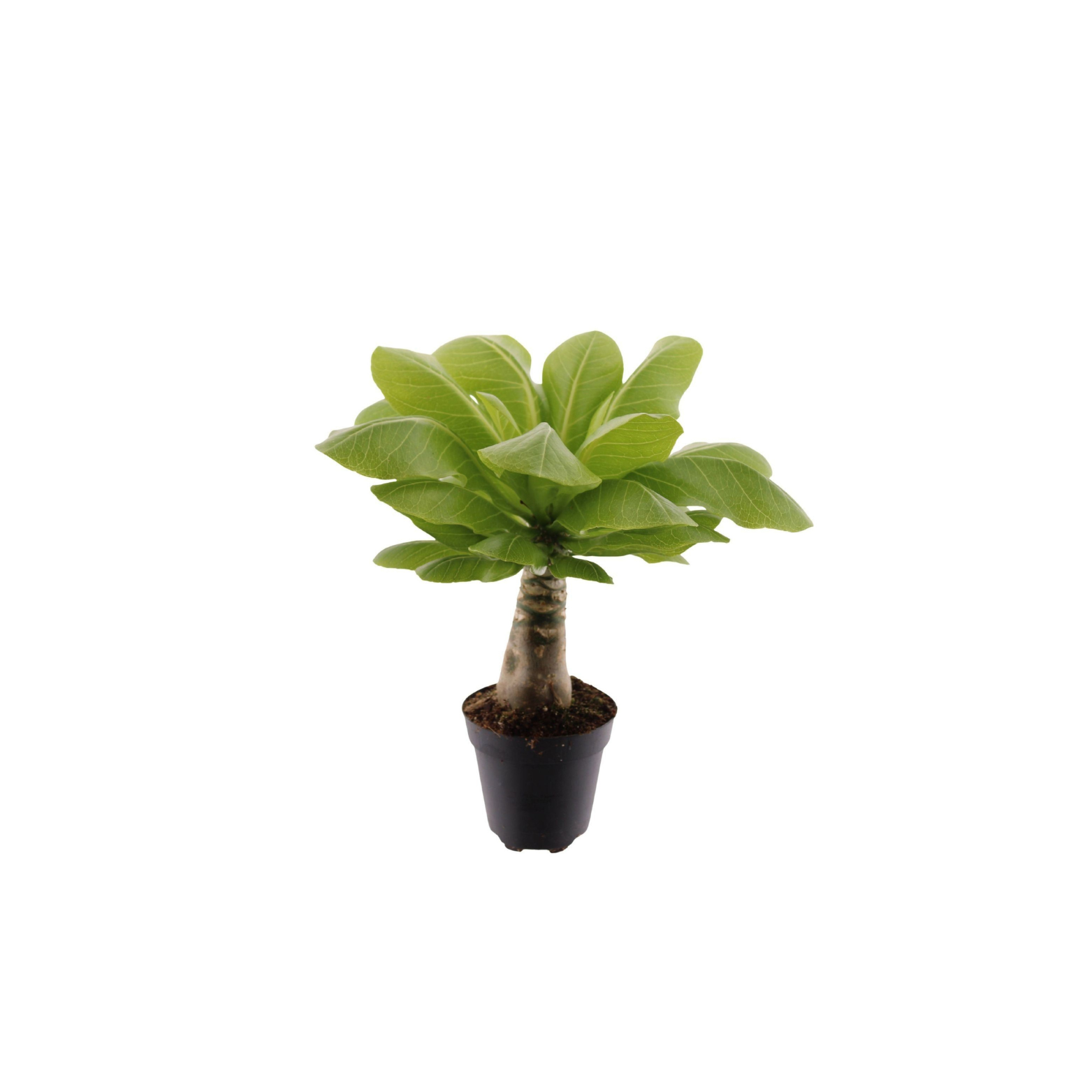 BRIGHAMIA INSIGNIS 'HAWAIIAN' Hawajska palma