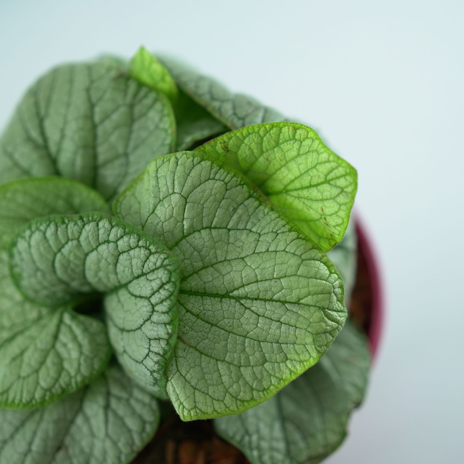 BRUNNERA MACROPHYLLA 'Little Heart' Brunera wielkolistna
