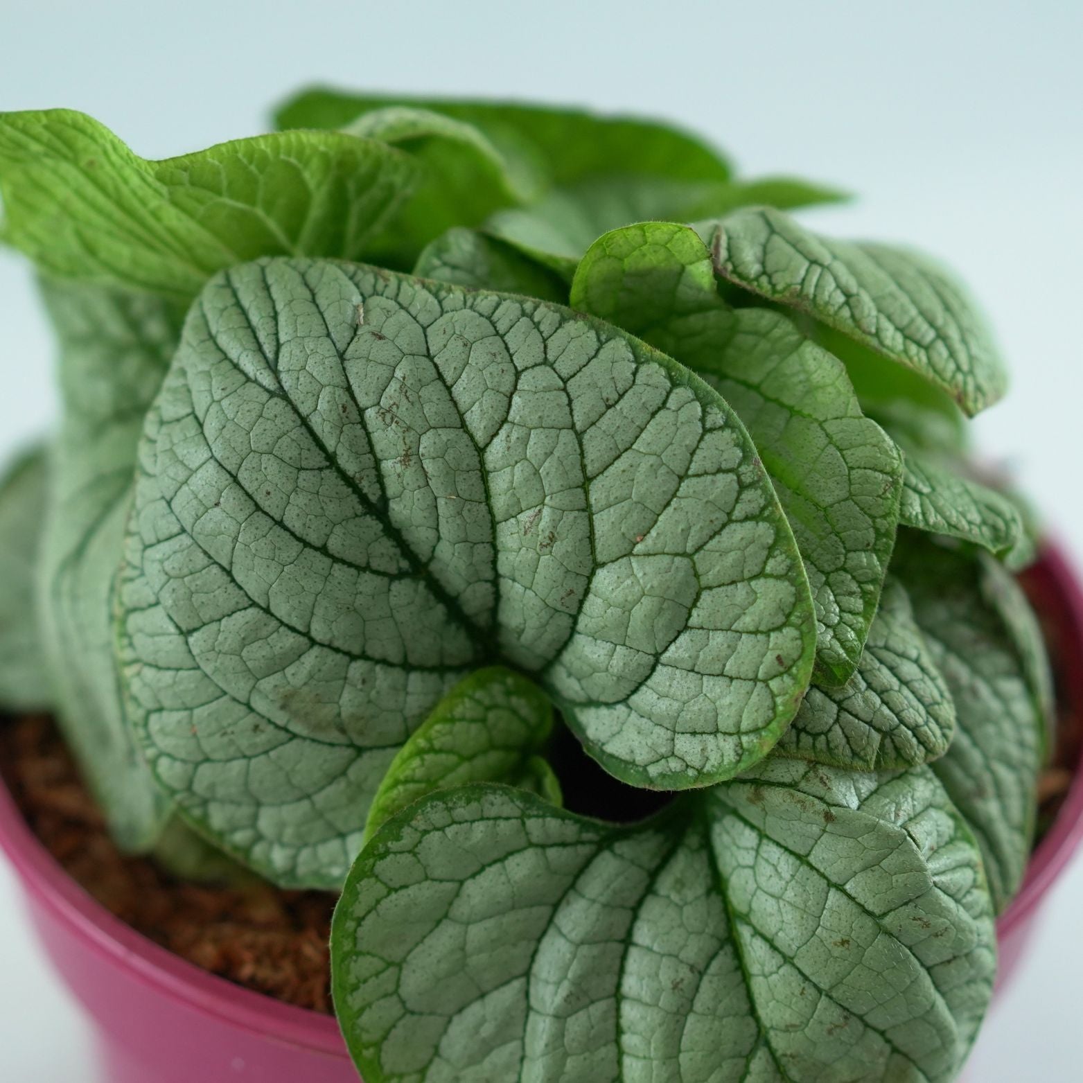 BRUNNERA MACROPHYLLA 'Little Heart' Brunera wielkolistna