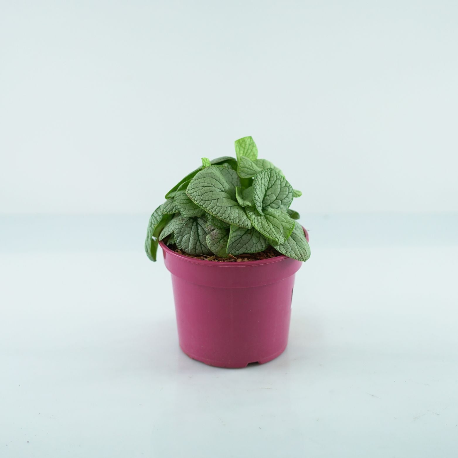 BRUNNERA MACROPHYLLA 'Little Heart' Brunera wielkolistna