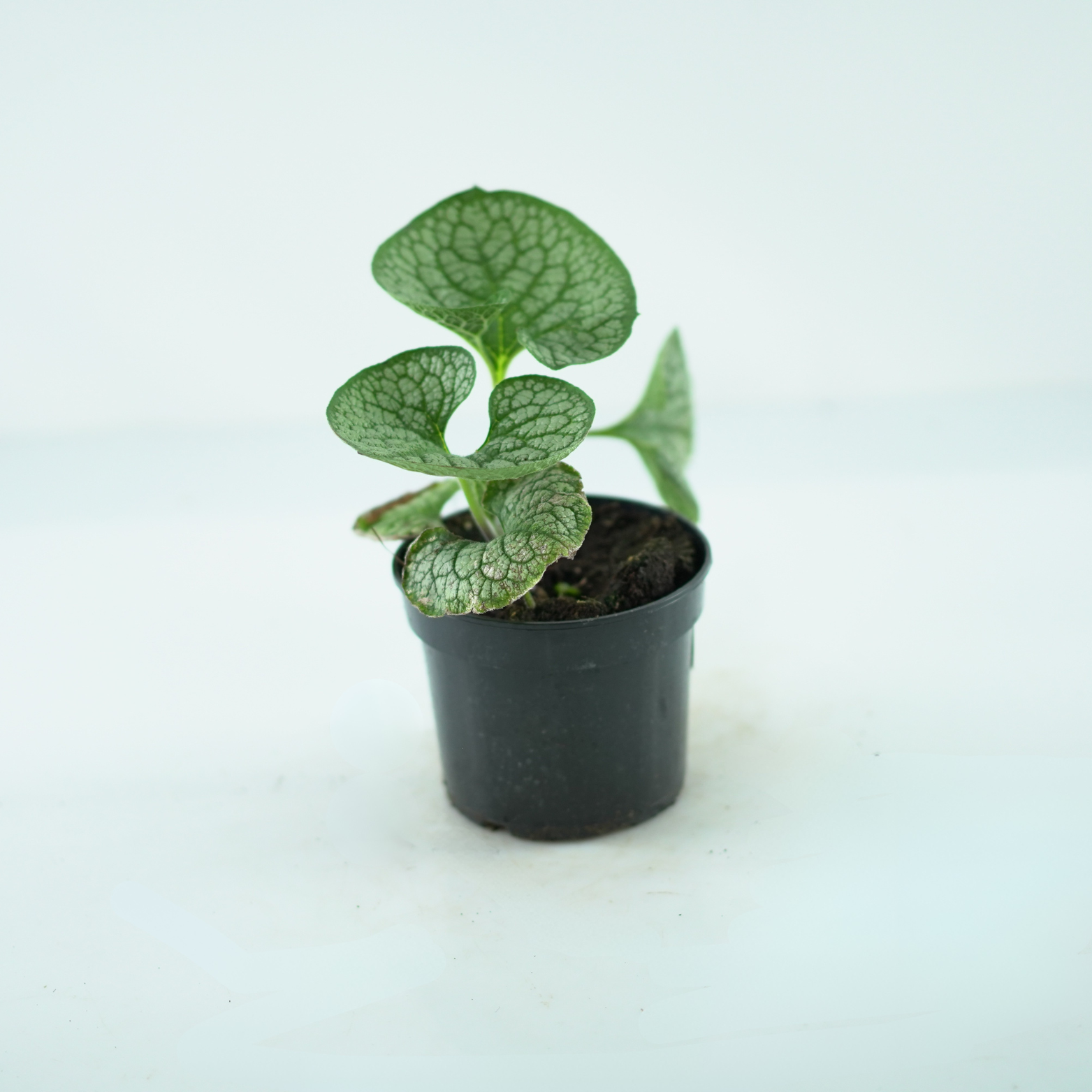 BRUNNERA MACROPHYLLA 'SEA HEART' Brunera wielkolistna
