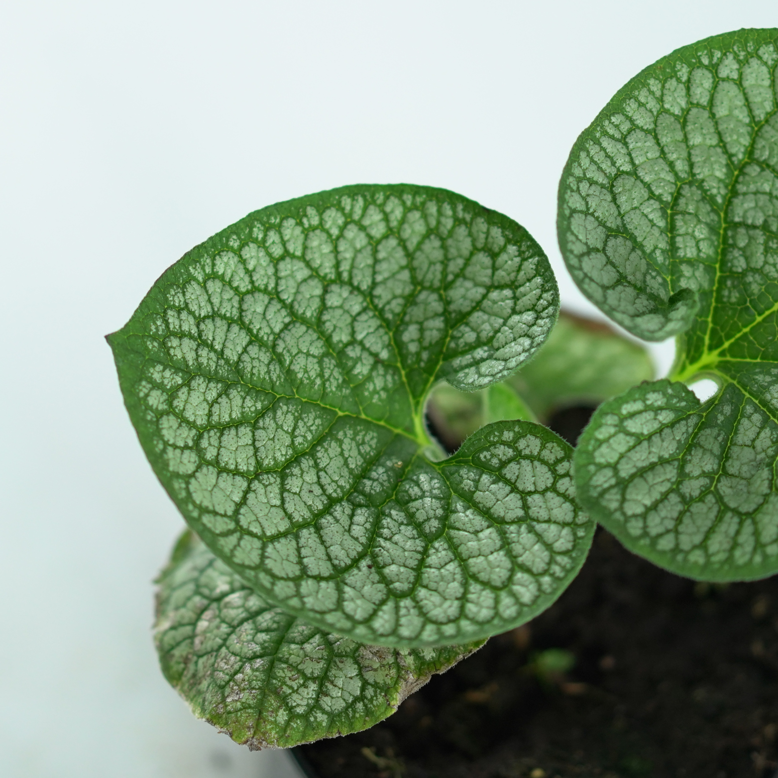 BRUNNERA MACROPHYLLA 'SEA HEART' Brunera wielkolistna