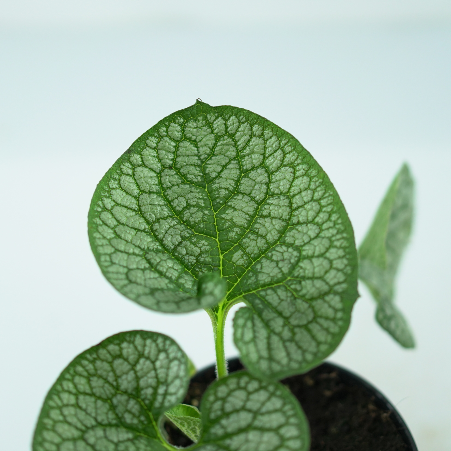 BRUNNERA MACROPHYLLA 'SEA HEART' Brunera wielkolistna