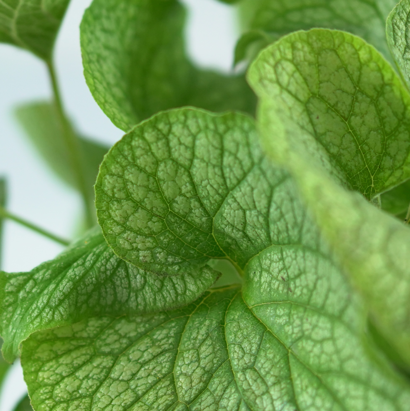 BRUNNERA MACROPHYLLA 'ALEXANDER'S GREAT' Brunera wielkolistna
