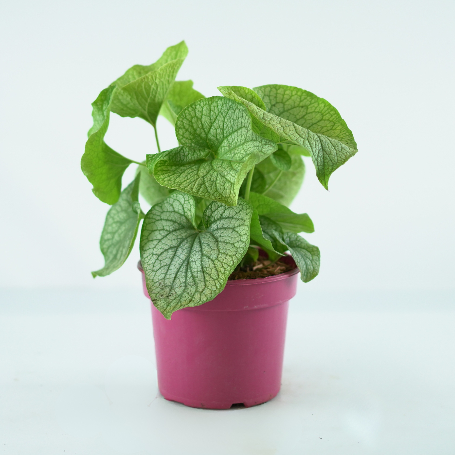 BRUNNERA MACROPHYLLA 'ALEXANDER'S GREAT' Brunera wielkolistna
