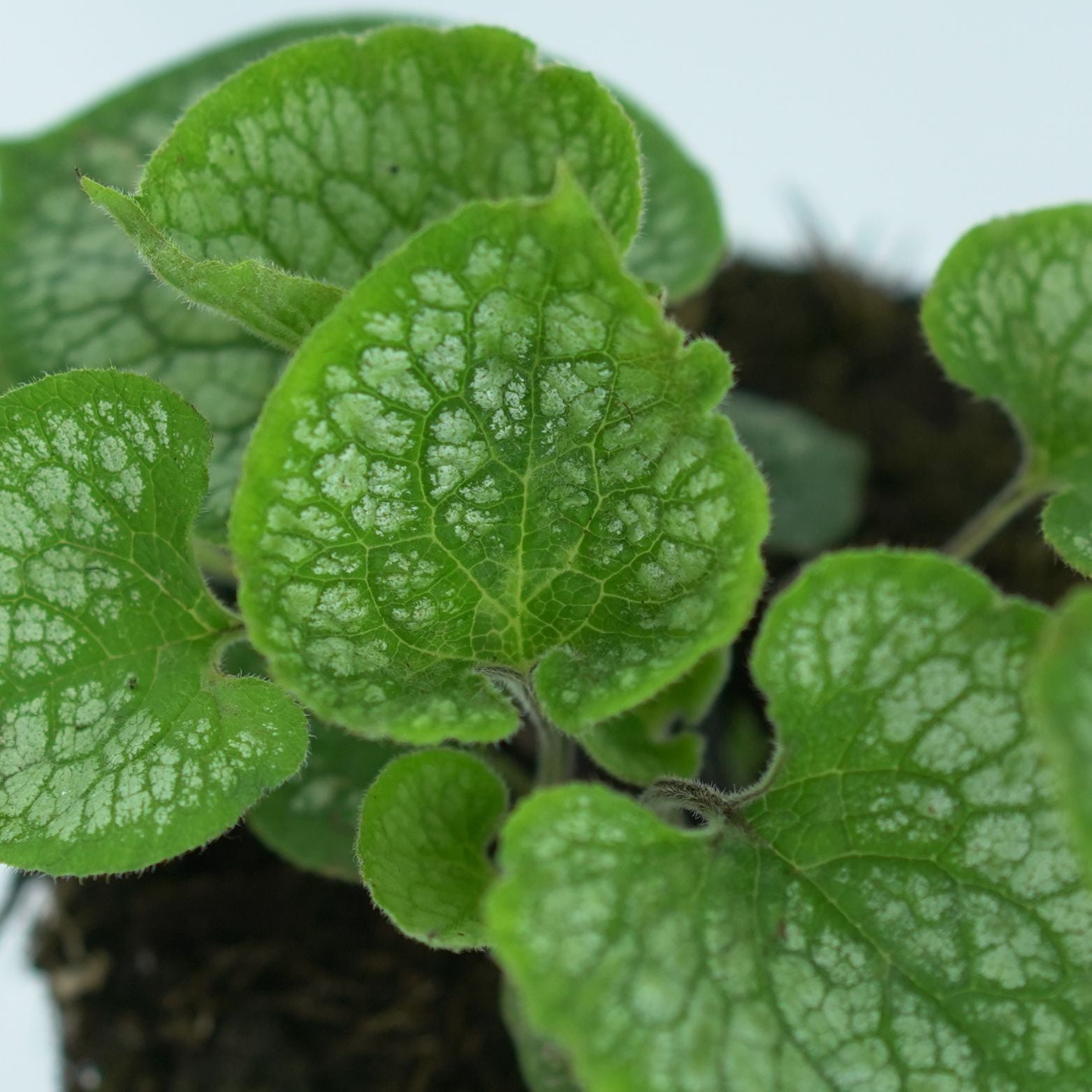 BRUNNERA MACROPHYLLA 'Jack Frost' Brunnera
