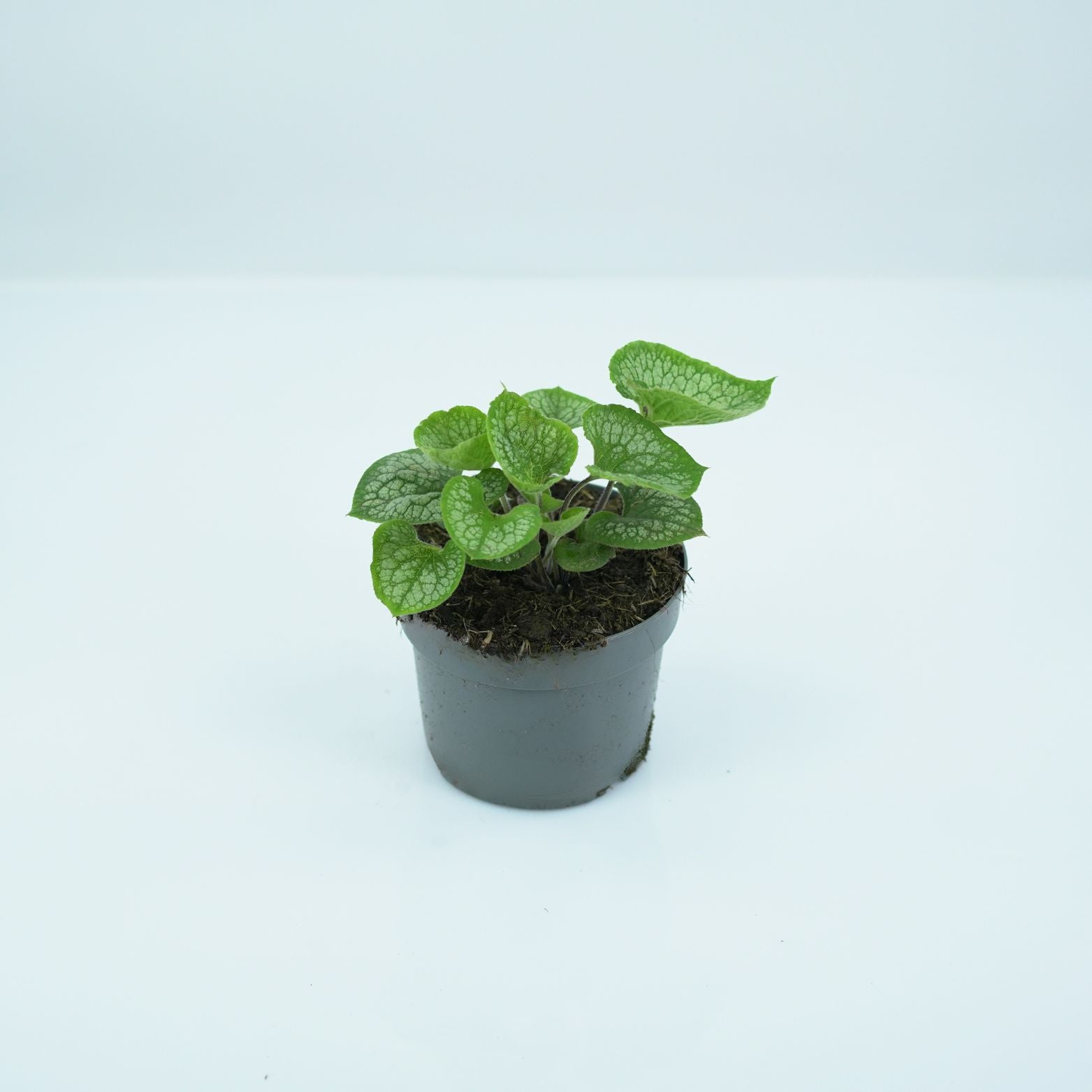 BRUNNERA MACROPHYLLA 'Jack Frost' Brunnera