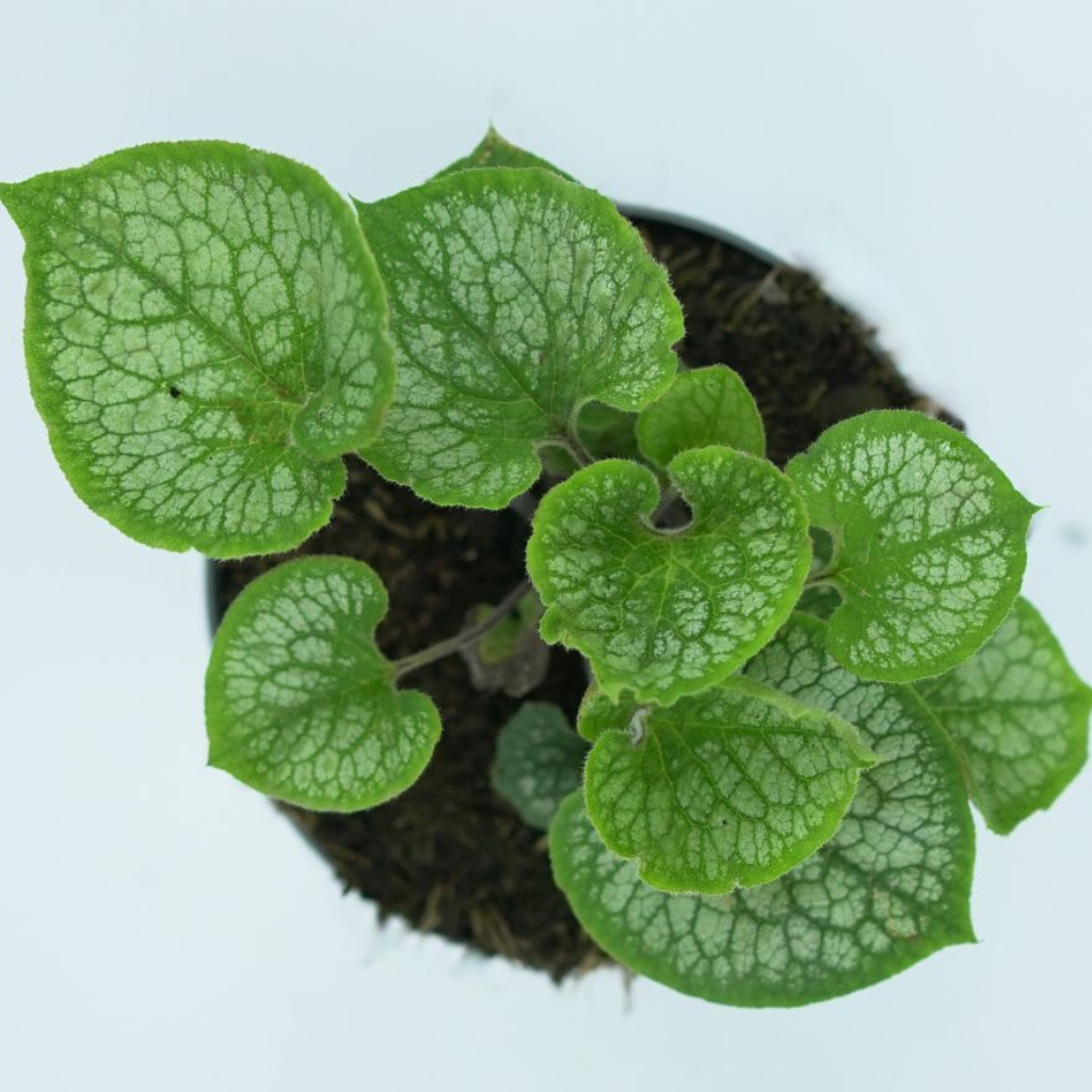 BRUNNERA MACROPHYLLA 'Jack Frost' Brunnera