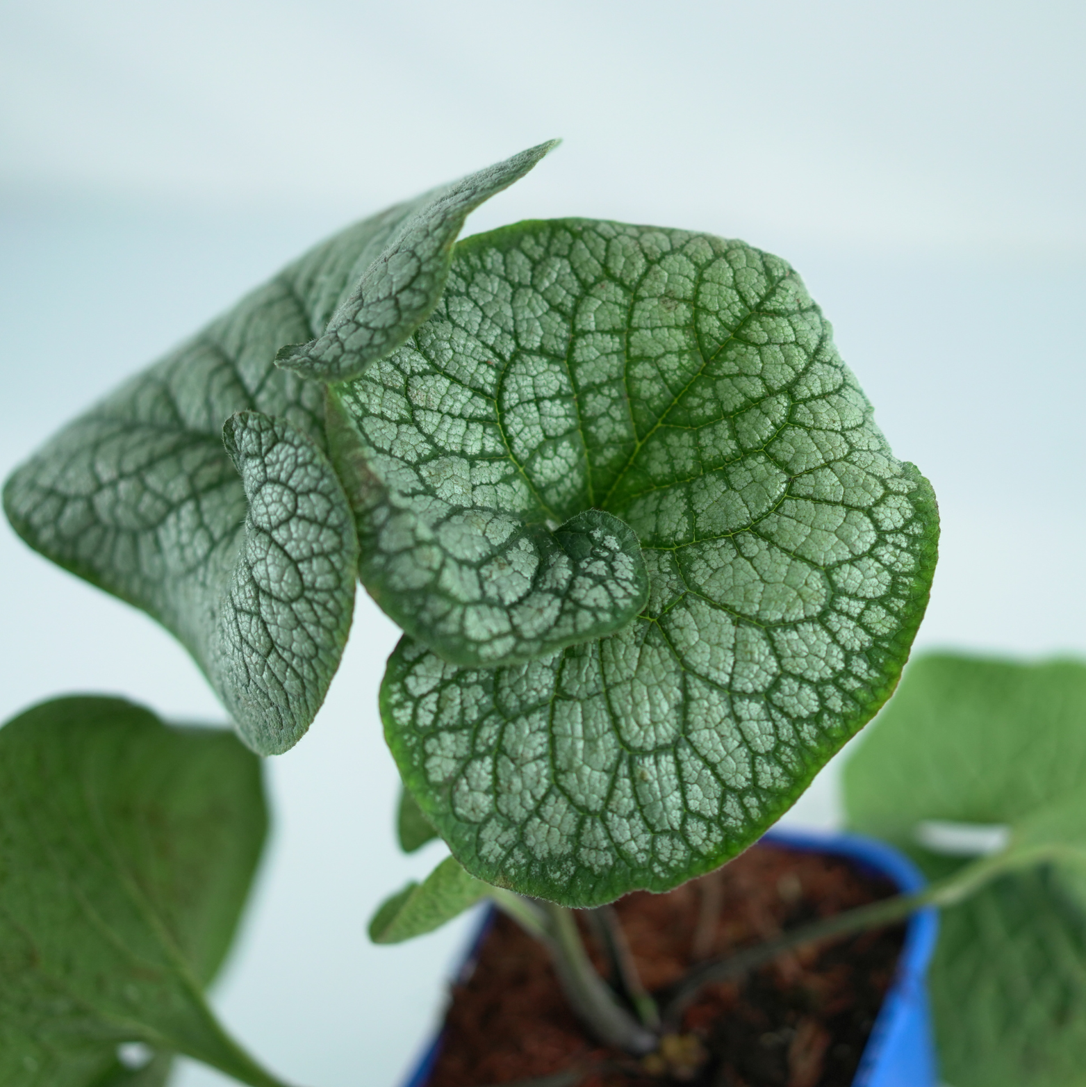 BRUNNERA MACROPHYLLA 'SEA HEART' Brunera wielkolistna