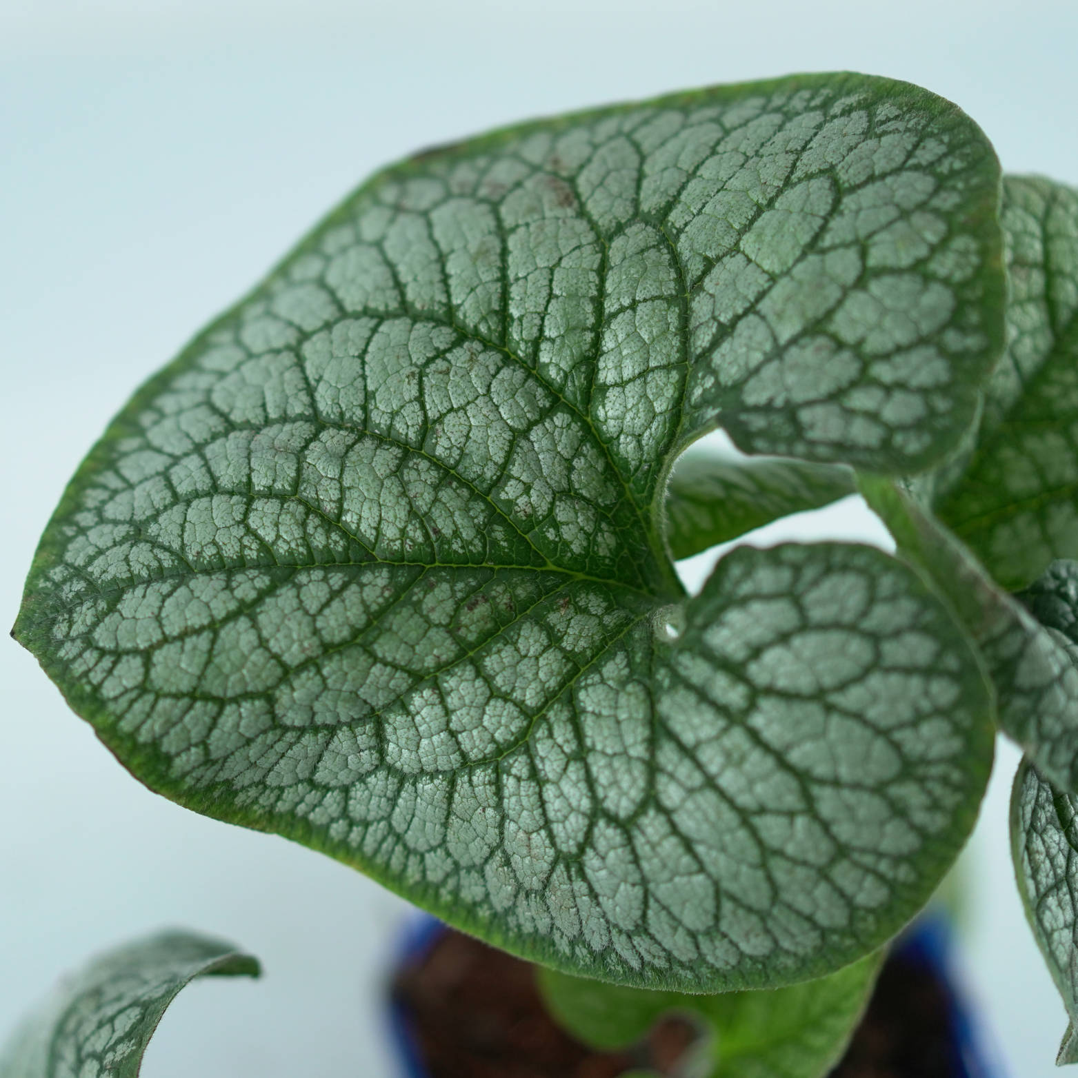BRUNNERA MACROPHYLLA 'SEA HEART' Brunera wielkolistna