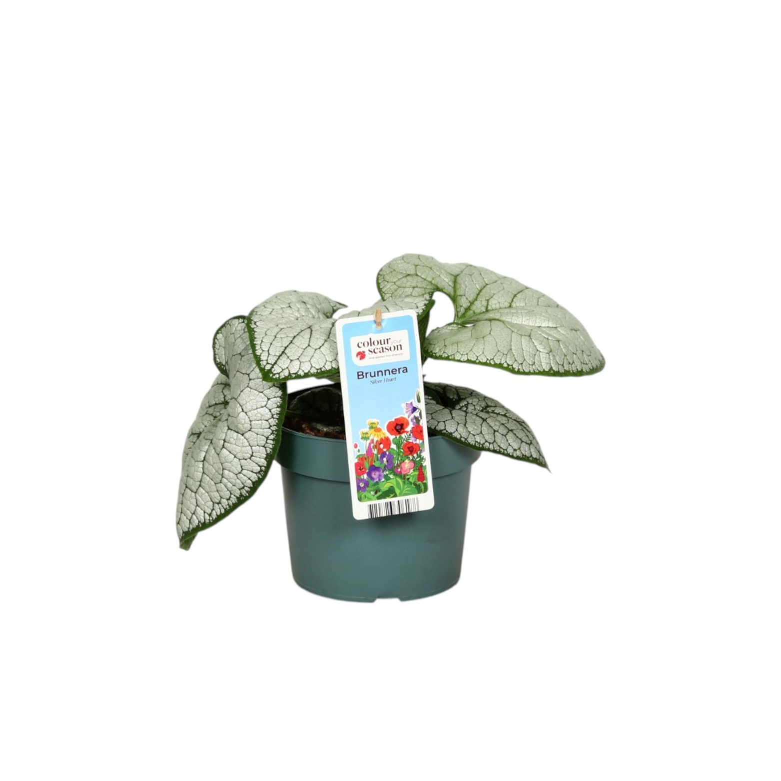BRUNNERA MACROPHYLLA 'Silver Heart' Brunera wielkolistna
