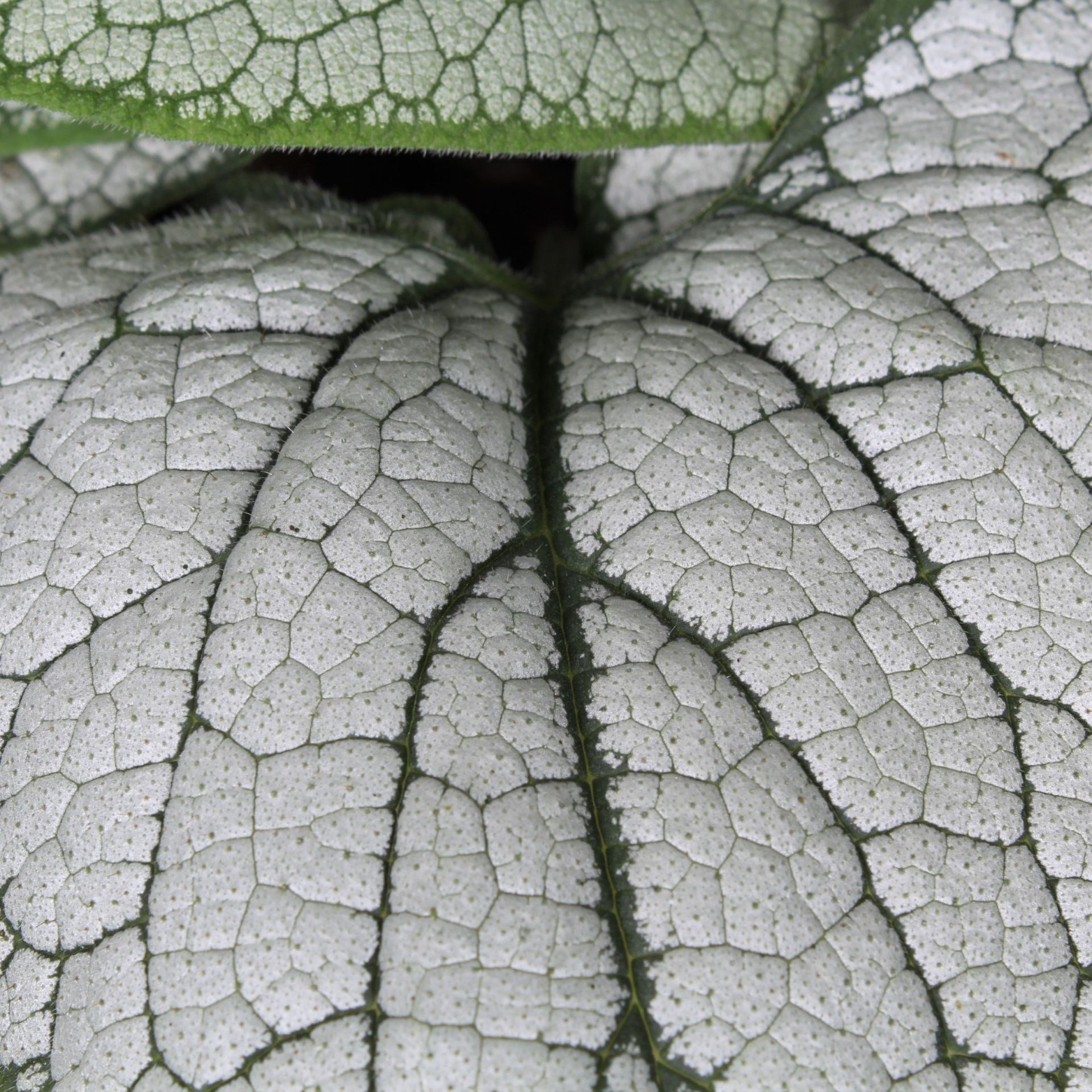 BRUNNERA MACROPHYLLA 'Silver Heart' Brunera wielkolistna