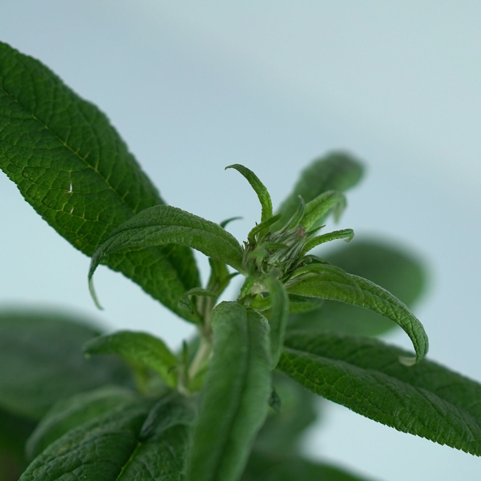 BUDDLEJA 'Rocketstar Flamingo' Budleja