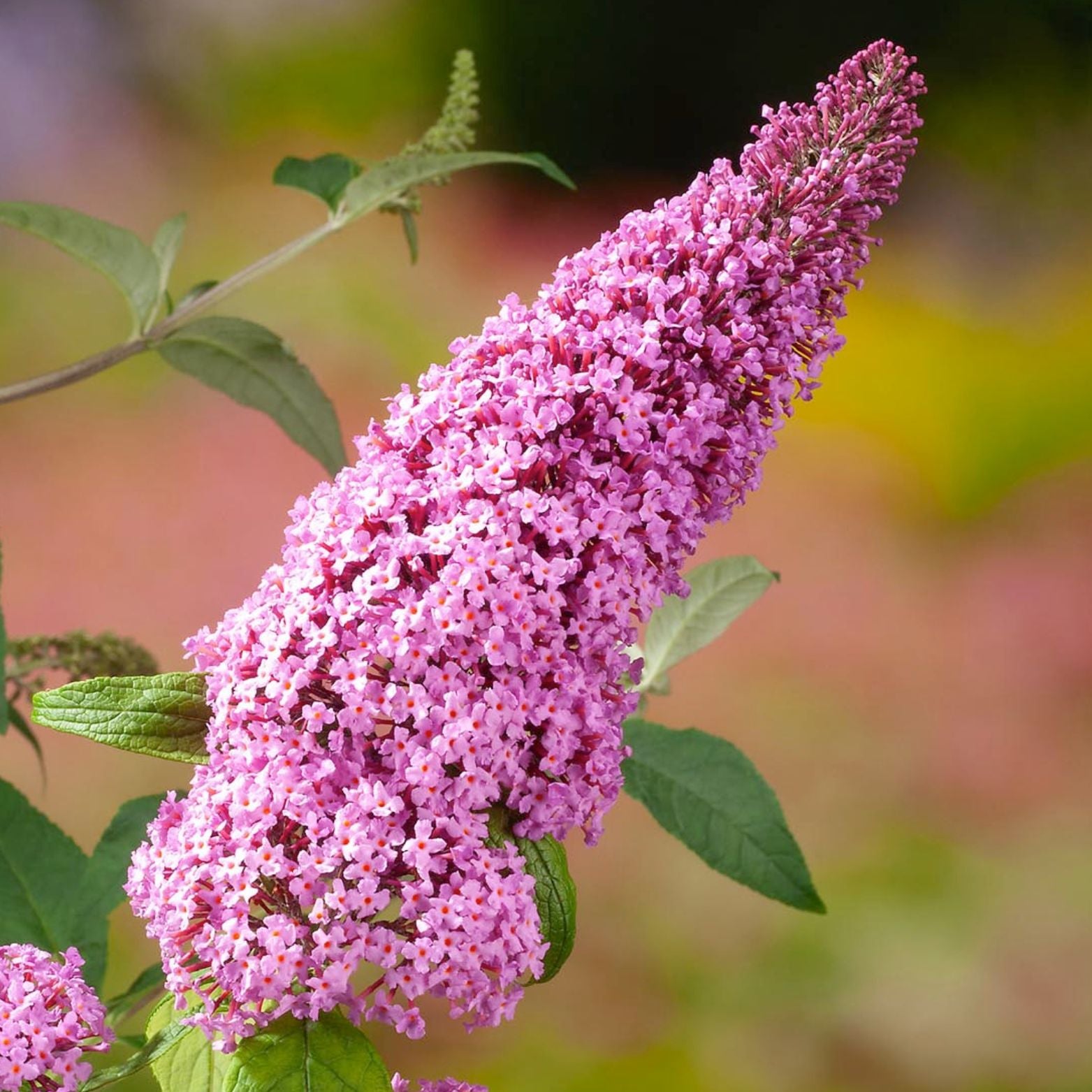 BUDDLEJA 'Rocketstar Flamingo' Budleja